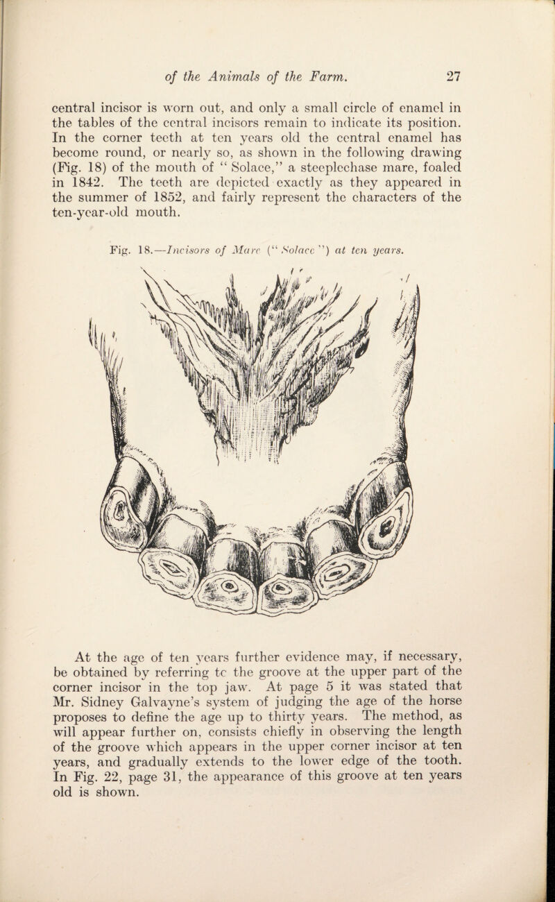 central incisor is worn out, and only a small circle of enamel in the tables of the central incisors remain to indicate its position. In the corner teeth at ten years old the central enamel has become round, or nearly so, as shown in the following drawing (Pig. 18) of the mouth of “ Solace,” a steeplechase mare, foaled in 1842. The teeth are depicted exactly as they appeared in the summer of 1852, and fairly represent the characters of the ten-year-old mouth. At the age of ten years further evidence may, if necessary, be obtained by referring tc the groove at the upper part of the corner incisor in the top jaw. At page 5 it was stated that Mr. Sidney Galvayne’s system of judging the age of the horse proposes to define the age up to thirty years. The method, as will appear further on, consists chiefly in observing the length of the groove which appears in the upper corner incisor at ten years, and gradually extends to the lower edge of the tooth. In Fig. 22, page 31, the appearance of this groove at ten years old is shown.