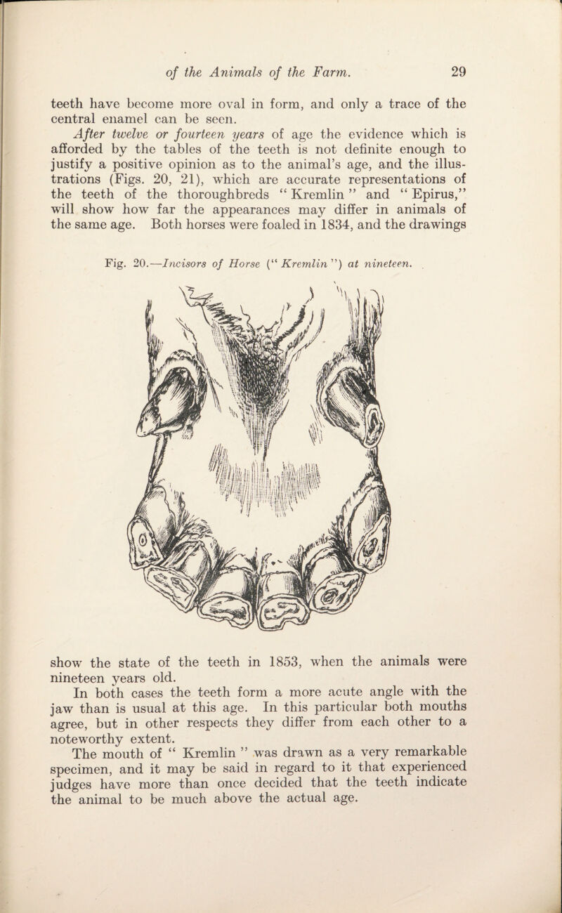 teeth have become more oval in form, and only a trace of the central enamel can be seen. After twelve or fourteen years of age the evidence which is afforded by the tables of the teeth is not definite enough to justify a positive opinion as to the animal’s age, and the illus¬ trations (Figs. 20, 21), which are accurate representations of the teeth of the thoroughbreds “ Kremlin ’’ and “ Epirus,” will show how far the appearances may differ in animals of the same age. Both horses were foaled in 1834, and the drawings Fig. 20.—Incisors of Horse {'‘''Kremlin'’') at nineteen. show the state of the teeth in 1853, when the animals were nineteen years old. In both cases the teeth form a more acute angle with the jaw than is usual at this age. In this particular both mouths agree, but in other respects they differ from each other to a noteworthy extent. The mouth of “ Kremlin ” .was drawn as a very remarkable specimen, and it may be said in regard to it that experienced judges have more than once decided that the teeth indicate the animal to be much above the actual age.