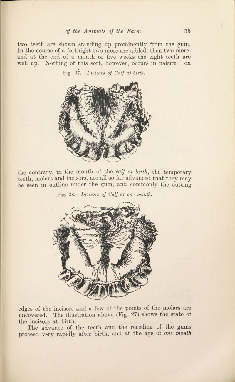 two teeth are shown standing up prominently from the gum. In the course of a fortnight two more are added, then two more, and at the end of a month or five weeks the eight teeth are well up. Nothing of this sort, however, occurs in nature ; on Fig. 27.—Incisors of Calf at birth. the contrary, in the mouth of the calf at birth, the temporary teeth, molars and incisors, are all so far advanced that they may be seen in outline under the gum, and commonly the cutting Fig. 28.—Incisors of Calf at one month. edges of the incisors and a few of the points of the molars are uncovered. The illustration above (Fig. 27) shows the state of the incisors at birth. The advance of the teeth and the receding of the gums proceed very rapidly after birth, and at the age of one month