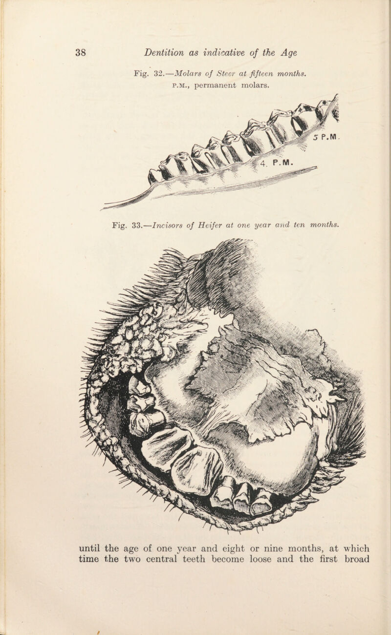 Fig. 32.—Molars of Steer at fifteen months. P.M., permanent molars. Fig. 33.—Incisors of Heifer at one year and ten months. until the age of one year and eight or nine months, at which time the two central teeth become loose and the first broad /