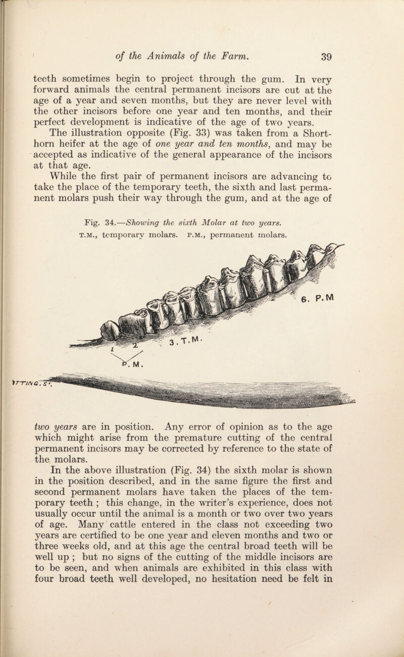 I i I I’ t u I i I teeth sometimes begin to project through the gum. In very- forward animals the central permanent incisors are cut at the age of a year and seven months, but they are never level with the other incisors before one year and ten months, and their perfect development is indicative of the age of two years. The illustration opposite (Fig. 33) was taken from a Short¬ horn heifer at the age of one year and ten months, and may be accepted as indicative of the general appearance of the incisors at that age. While the first pair of permanent incisors are advancing to take the place of the temporary teeth, the sixth and last perma¬ nent molars push their way through the gum, and at the age of Fig. 34.—Showing the sixth Molar at two years. T.M., temporary molars, p.m., permanent molars. two years are in position. Any error of opinion as to the age which might arise from the premature cutting of the central permanent incisors may be corrected by reference to the state of the, molars. In the above illustration (Fig. 34) the sixth molar is shown in the position described, and in the same figure the first and second permanent molars have taken the places of the tem¬ porary teeth ; this change, in the writer’s experience, does not usually occur until the animal is a month or two over two years of age. Many cattle entered in the class not exceeding two years are certified to be one year and eleven months and two or three weeks old, and at this age the central broad teeth will be well up ; but no signs of the cutting of the middle incisors are to be seen, and when animals are exhibited in this class with four broad teeth well developed, no hesitation need be felt in