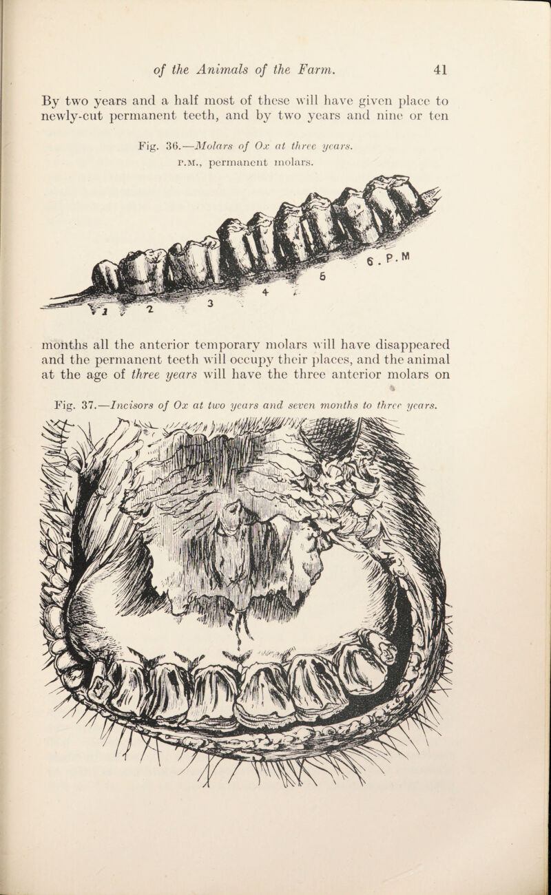 By two years and a half most of these will have given place to newly-cut permanent teeth, and by two years and nine or ten Fig. 36.—Molars of Ox at three years. r.M., permanent molars. months all the anterior temporary molars v ill have disappeared and the permanent teeth will occii2)y their ])laces, and the animal at the age of three years will have the three anterior molars on Fig. 37.—Incisors of Ox at two years and seven months to three years.