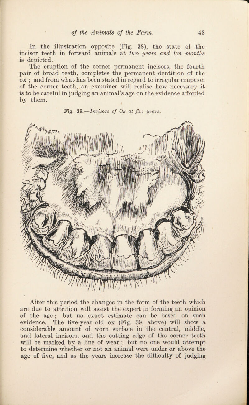 In the illustration opposite (Fig. 38), the state of the incisor teeth in forward animals at two years and ten months is depicted. The eruption of the corner permanent incisors, the fourth pair of broad teeth, completes the permanent dentition of the ox ; and from what has been stated in regard to irregular eruption of the corner teeth, an examiner will realise how necessary it is to be careful in judging an animal’s age on the evidence afforded by them. Fig. 39.—Incisors of Ox at five years. After this period the changes in the form of the teeth which are due to attrition will assist the expert in forming an opinion of the age ; but no exact estimate can be based on such evidence. The five-year-old ox (Fig. 39, above) will show a considerable amount of worn surface in the central, middle, and lateral incisors, and the cutting edge of the corner teeth will be marked by a line of wear ; but no one would attempt to determine whether or not an animal were under or above the age of five, and as the years increase the difficulty of judging