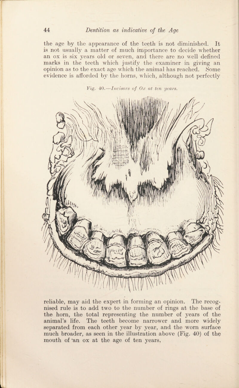the age by the appearance of the teeth is not diminished. It is not usually a matter of much importance to decide whether an ox is six years old or seven, and there are no well defined marks in the teeth which justify the examiner in giving an opinion as to the exact age which the animal has reached. Some evidence is afforded by the horns, which, although not perfectly Fig. 40.—Incisors of Ox at ten years. reliable, may aid the expert in forming an opinion. The recog¬ nised rule is to add two to the number of rings at the base of the horn, the total representing the number of years of the animal’s life. The teeth become narrower and more widely separated from each other year by year, and the worn surface much broader, as seen in the illustration above (Fig. 40) of the mouth of ‘an ox at the age of ten years,