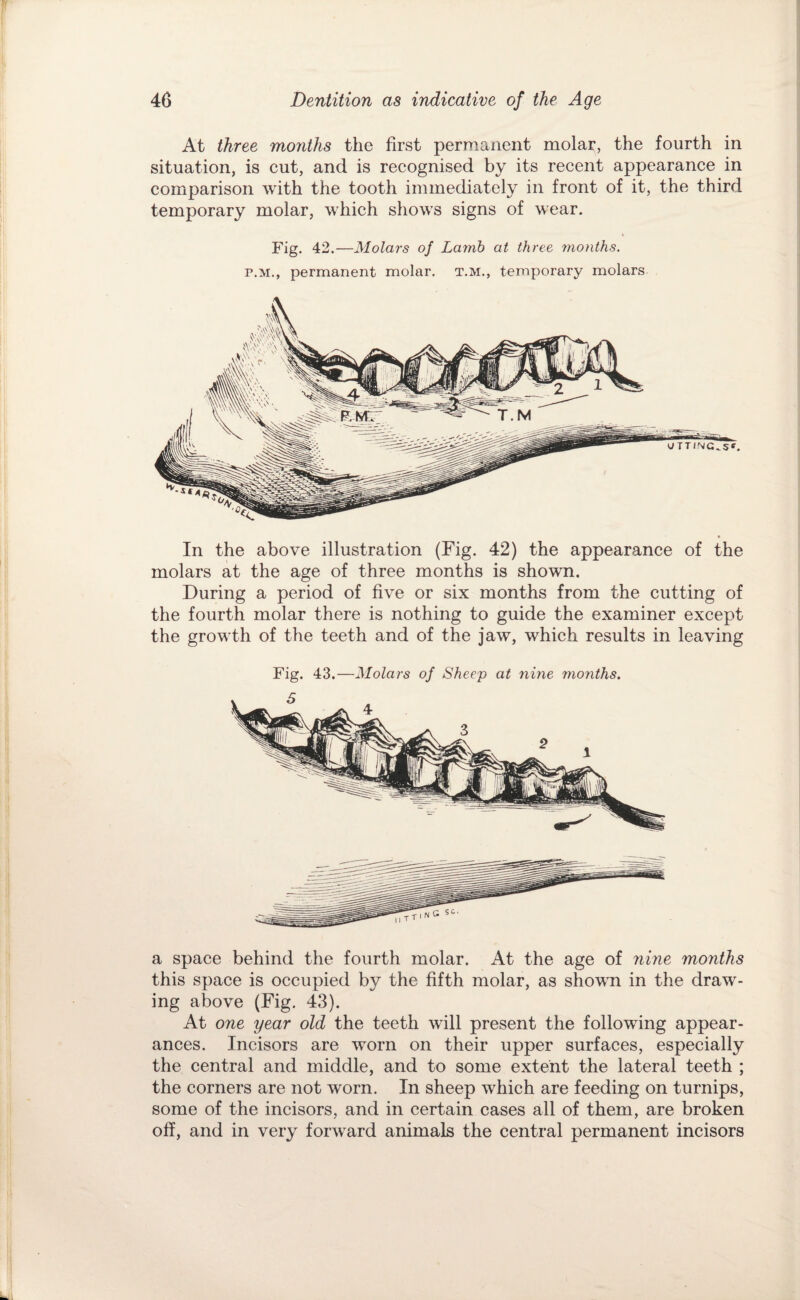 At three months the first permanent molar, the fourth in situation, is cut, and is recognised by its recent appearance in comparison with the tooth immediately in front of it, the third temporary molar, which shows signs of wear. Fig. 42.—Molars of La7nb at three 7nonths. P.M., permanent molar, t.m., temporary molars In the above illustration (Fig. 42) the appearance of the molars at the age of three months is shown. During a period of five or six months from the cutting of the fourth molar there is nothing to guide the examiner except the growth of the teeth and of the jaw, which results in leaving Fig. 43.—Molars of Sheep at nine months. a space behind the fourth molar. At the age of nine months this space is occupied by the fifth molar, as shown in the draw¬ ing above (Fig. 43). At one year old the teeth will present the following appear¬ ances. Incisors are worn on their upper surfaces, especially the central and middle, and to some extent the lateral teeth ; the corners are not worn. In sheep which are feeding on turnips, some of the incisors, and in certain cases all of them, are broken off, and in very forward animals the central permanent incisors