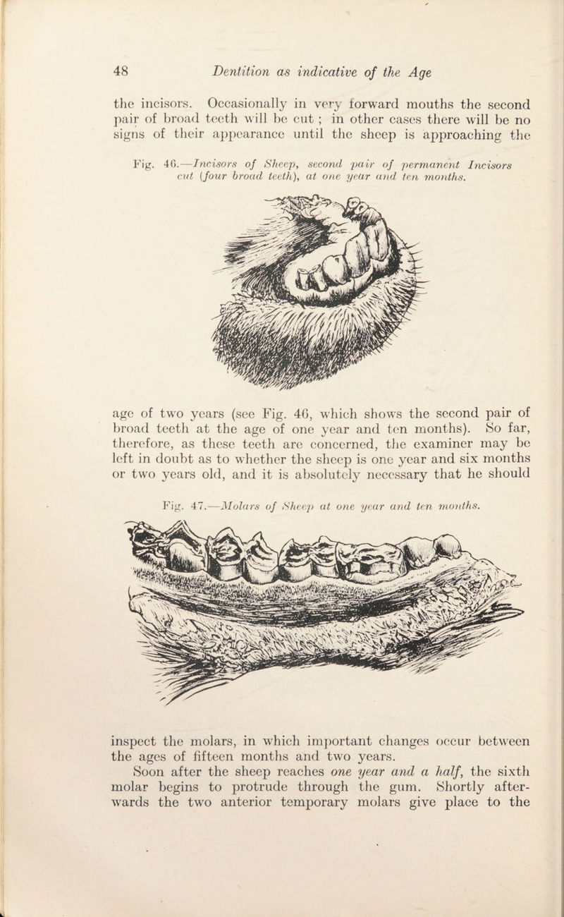 the incisors. Occasionally in very forward mouths the second pair of broad teeth will be cut ; in other cases there will be no signs of their appearance until the sheep is approaching the Fig. 4G.—Incisors of Sheep, second pair of permanent Ineisors cut {four broad teeth), at one year and ten months. age of two years (see Fig. 46, which shows the second pair of broad teeth at the age of one year and ten months). So far, therefore, as these teeth are concerned, the examiner may be left in doubt as to whether the sheep is one year and six months or two years old, and it is absolutely necessary that he should Fig. 47.—Molars of Sheep at one year and ten 7nonihs. inspect the molars, in which important changes occur between the ages of fifteen months and two years. Soon after the sheep reaches one year and a half, the sixth molar begins to protrude through the gum. Shortly after¬ wards the two anterior temporary molars give place to the