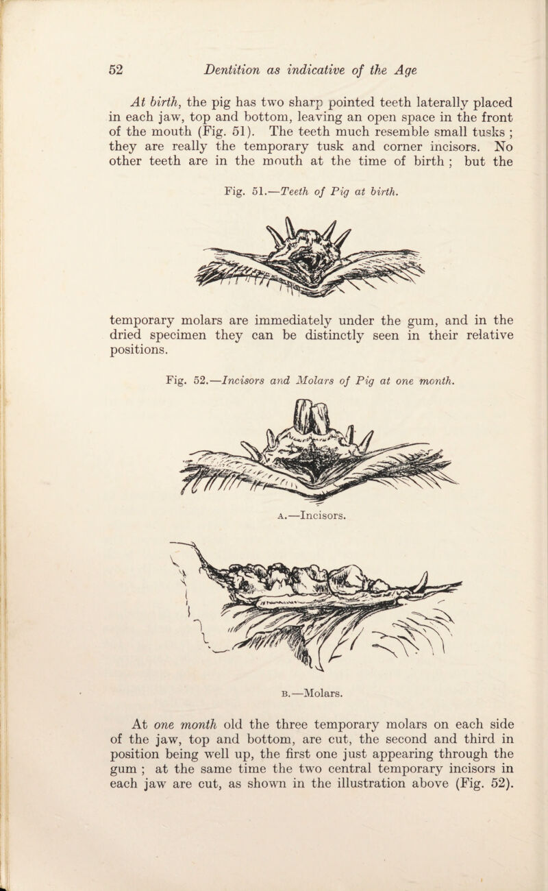 At birth, the pig has two sharp pointed teeth laterally placed in each jaw, top and bottom, leaving an open space in the front of the mouth (Fig. 51). The teeth much resemble small tusks ; they are really the temporary tusk and corner incisors. No other teeth are in the mouth at the time of birth ; but the Fig. 51.—Teeth of Pig at birth. temporary molars are immediately under the gum, and in the dried specimen they can be distinctly seen in their relative positions. Fig. 52.—Incisors and Molars of Pig at one month. A.—Incisors. B.—Molars. At one month old the three temporary molars on each side of the jaw, top and bottom, are cut, the second and third in position being well up, the first one just appearing through the gum ; at the same time the two central temporary incisors in each jaw are cut, as shown in the illustration above (Fig. 52).