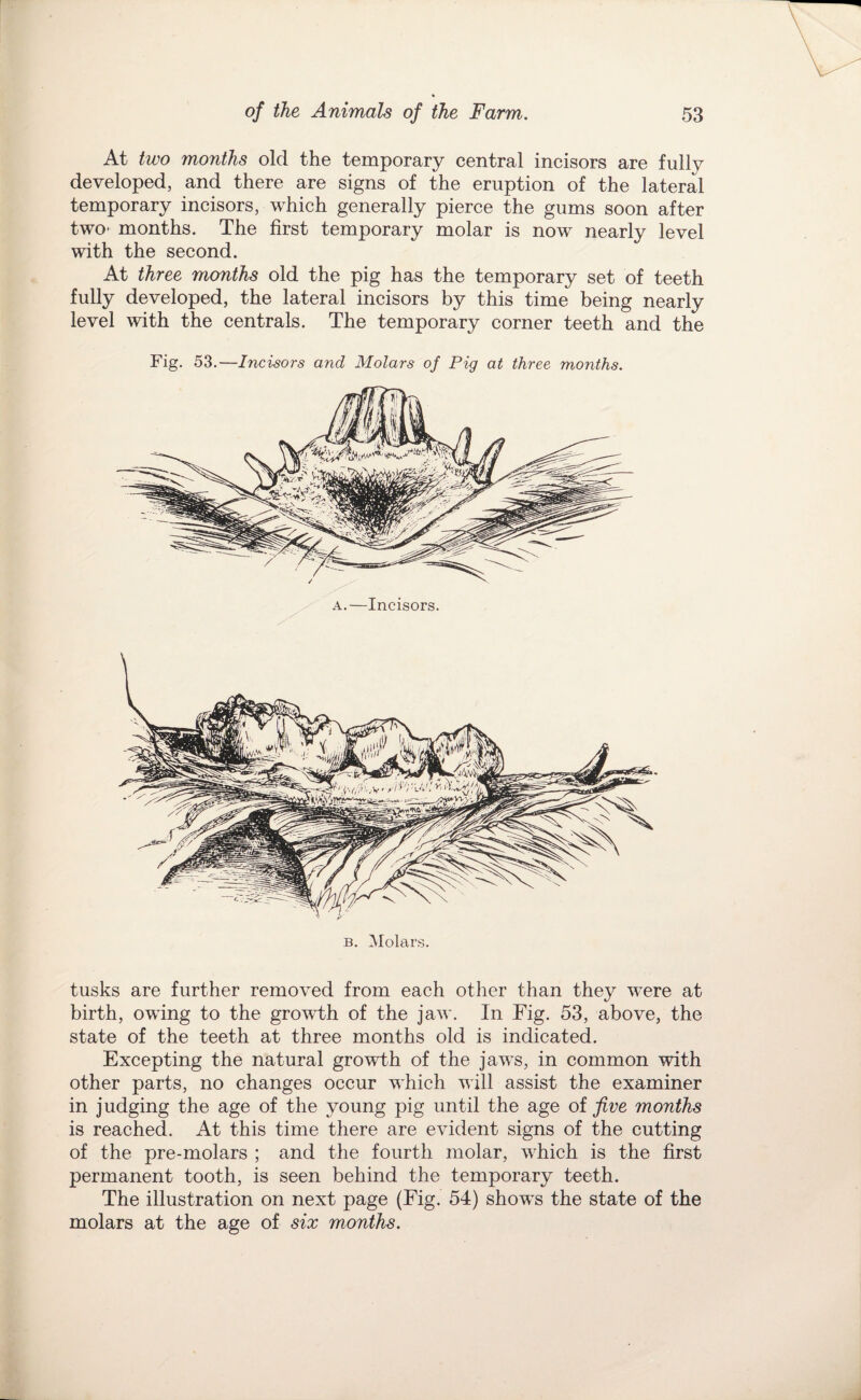 At two months old the temporary central incisors are fully developed, and there are signs of the eruption of the lateral temporary incisors, which generally pierce the gums soon after two- months. The first temporary molar is now nearly level with the second. At three months old the pig has the temporary set of teeth fully developed, the lateral incisors by this time being nearly level with the centrals. The temporary corner teeth and the Fig. 53,—Incisors and Molars of Pig at three months. A.—Incisors. B. Molars. tusks are further removed from each other than they were at birth, owing to the growth of the jaw. In Fig. 53, above, the state of the teeth at three months old is indicated. Excepting the natural growth of the jaws, in common with other parts, no changes occur which will assist the examiner in judging the age of the young pig until the age of five months is reached. At this time there are evident signs of the cutting of the pre-molars ; and the fourth molar, which is the first permanent tooth, is seen behind the temporary teeth. The illustration on next page (Fig. 54) shows the state of the molars at the age of six months.