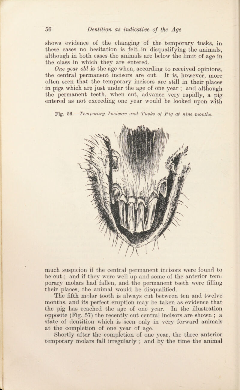 shows evidence of the changing of the temporary' tusks, in these cases no hesitation is felt in disqualifying the animals, although in both cases the animals are below the limit of age in the class in which they are entered. One year old is the age when, according to received opinions, the central permanent incisors are cut. It is, however, more often seen that the temporary incisors are still in their places in pigs which are just under the age of one year ; and although the permanent teeth, when cut, advance very rapidly, a pig entered as not exceeding one year would be looked upon with Fig. 56.—Temporary I^icisors and Tusks of Pig at nine months. much suspicion if the central permanent incisors were found to be cut; and if they were well up and some of the anterior tem¬ porary molars had fallen, and the permanent teeth were filling their places, the animal would be disqualified. The fifth molar tooth is always cut between ten and twelve months, and its perfect eruption may be taken as evidence that the pig has reached the age of one year. In the illustration opposite (Fig. 57) the recently cut central incisors are shown ; a state of dentition which is seen only in very forward animals at the completion of one year of age. Shortly after the completion of one year, the three anterior temporary molars fall irregularly ; and by the time the animal