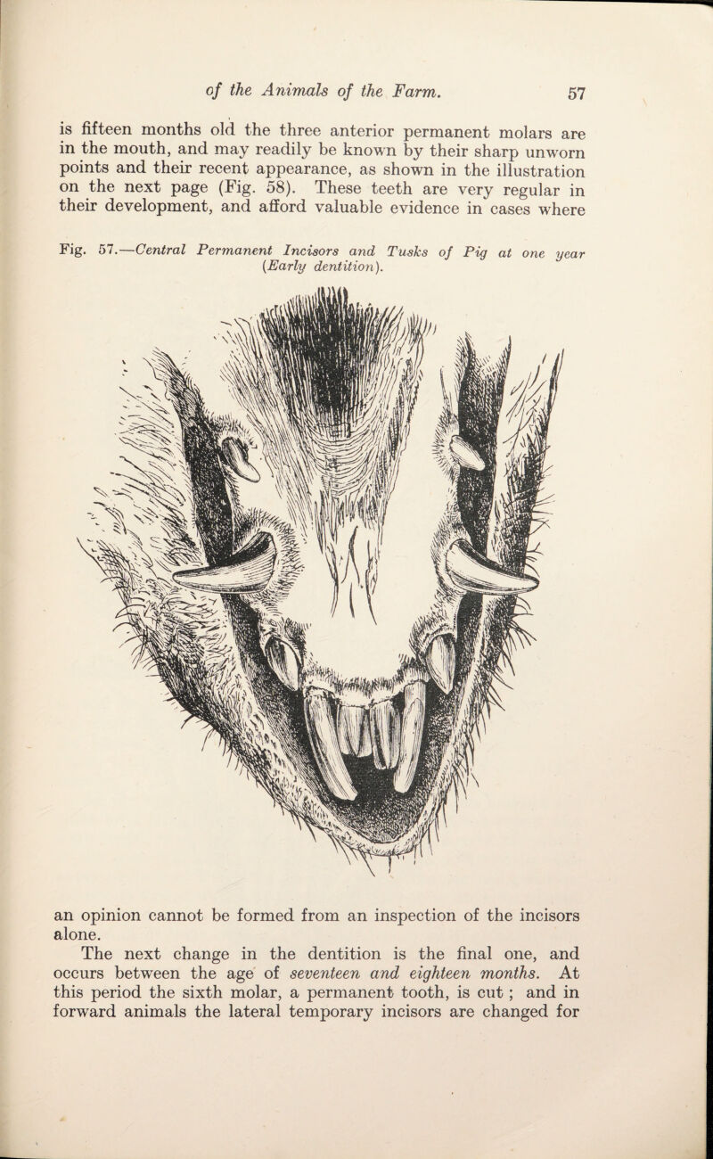 is fifteen months old the three anterior permanent molars are in the mouth, and may readily be known by their sharp unworn points and their recent appearance, as shown in the illustration on the next page (Fig. 58). These teeth are very regular in their development, and afford valuable evidence in cases where Fig. 57.—Central Permanent Incisors and Tusks of Pig at one year {Early dentition). an opinion cannot be formed from an inspection of the incisors alone. The next change in the dentition is the final one, and occurs between the age of seventeen and eighteen months. At this period the sixth molar, a permanent tooth, is cut; and in forward animals the lateral temporary incisors are changed for