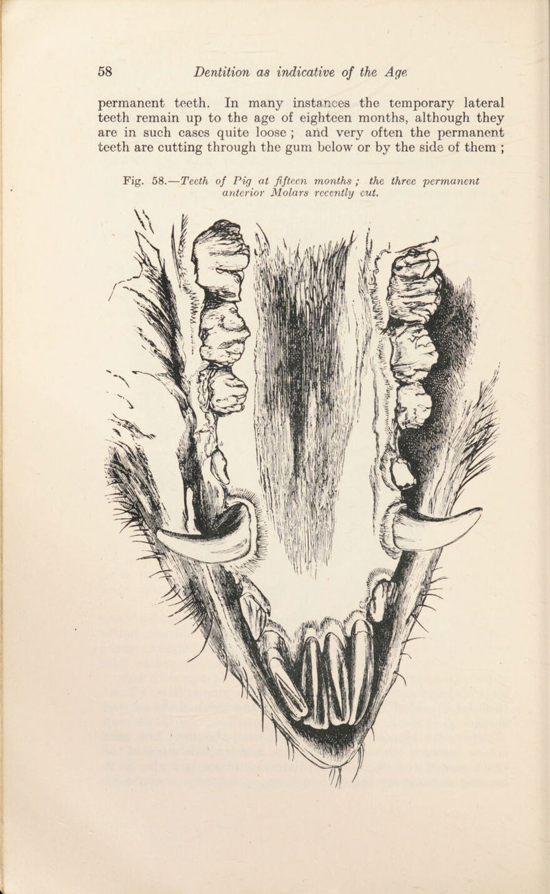 permanent teeth. In many instances the temporary lateral teeth remain up to the age of eighteen months, although they are in such cases quite loose ; and very often the permanent teeth are cutting through the gum below or by the side of them ; Fig. 58.—Teeth of Pig at fifteen months ; the three permanent anterior Molars recently cut.
