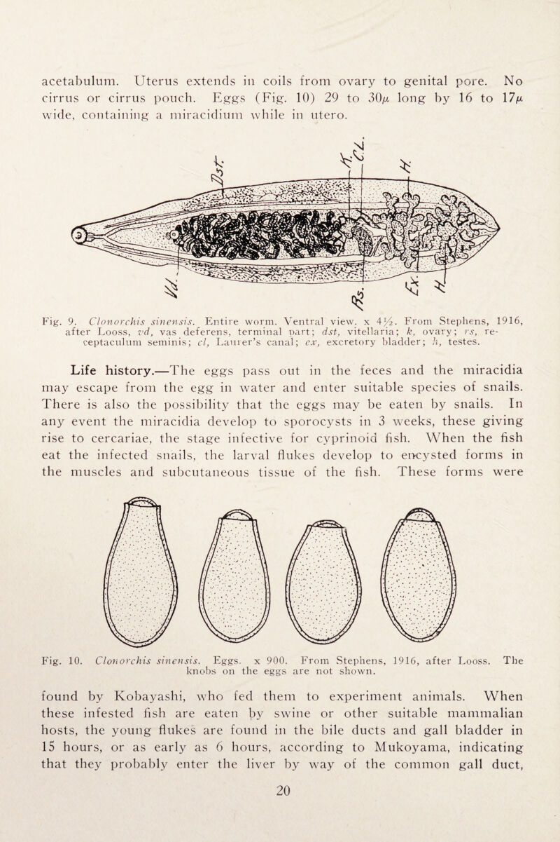 acetabulum. Uterus extends in coils from ovary to genital pore. No cirrus or cirrus pouch. Eggs (Fig. 10) 29 to 30g long by 16 to 17/x wide, containing a miracidium while in utero. Fig. 9. Clonorchis sinensis. Entire worm. Ventral view, x 4J/L From Stephens, 1916, after Looss, z'd, vas deferens, terminal part; dst, vitellaria; k, ovary; rs, re- ceptaculum seminis; cl, Lanier’s canal; cx, excretory bladder; h, testes. Life history.—The eggs pass out in the feces and the miracidia may escape from the egg in water and enter suitable species of snails. There is also the possibility that the eggs may be eaten by snails. In any event the miracidia develop to sporocysts in 3 weeks, these giving rise to cercariae, the stage infective for cvprinoid fish. When the fish eat the infected snails, the larval flukes develop to encysted forms in the muscles and subcutaneous tissue of the fish. These forms were Fig. 10. Clonorchis sinensis. Eggs, x 900. From Stephens, 1916, after Looss. The knobs on the eggs are not shown. found by Kobayashi, who fed them to experiment animals. When these infested fish are eaten by swine or other suitable mammalian hosts, the young flukes are found in the bile ducts and gall bladder in 15 hours, or as early as 6 hours, according to Mukoyama, indicating that they probably enter the liver by way of the common gall duct,