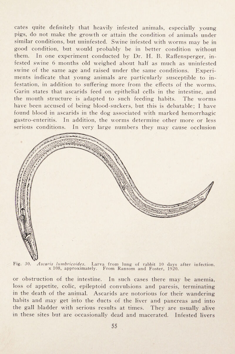 cates quite definitely that heavily infested animals, especially young pigs, do not make the growth or attain the condition of animals under similar conditions, but uninfested. Swine infested with worms may be in good condition, but would probably be in better condition without them. In one experiment conducted by Dr. H. B. Raffensperger, in¬ fested swine 6 months old weighed about half as much as uninfested swine of the same age and raised under the same conditions. Experi¬ ments indicate that young animals are particularly susceptible to in¬ festation, in addition to suffering more from the effects of the worms. Garin states that ascarids feed on epithelial cells in the intestine, and the mouth structure is adapted to such feeding habits. The worms have been accused of being blood-suckers, but this is debatable; I have found blood in ascarids in the dog associated with marked hemorrhagic gastro-enteritis. In addition, the worms determine other more or less serious conditions. In very large numbers they may cause occlusion or obstruction of the intestine. In such cases there may be anemia, loss of appetite, colic, epileptoid convulsions and paresis, terminating in the death of the animal. Ascarids are notorious for their wandering habits and may get into the ducts of the liver and pancreas and into the gall bladder with serious results at times. They are usually alive in these sites but are occasionally dead and macerated. Infested livers