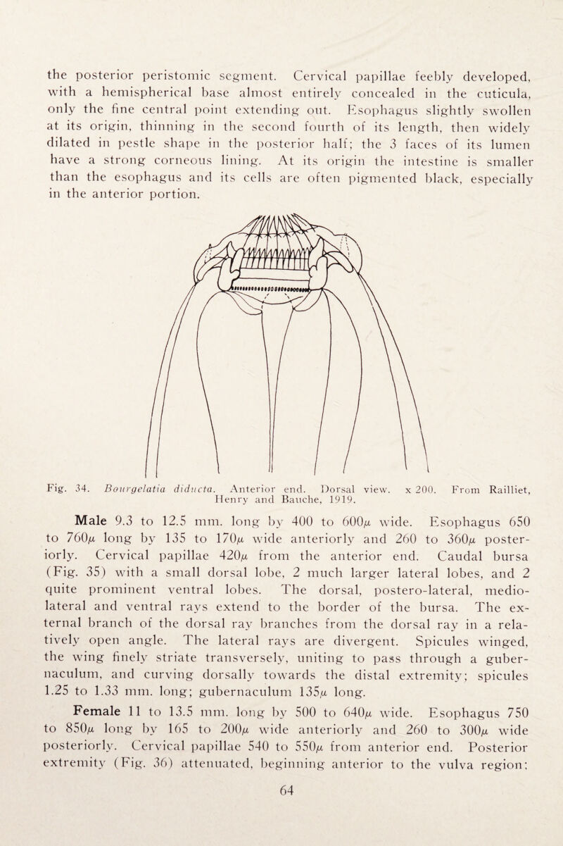 the posterior peristomic segment. Cervical papillae feebly developed, with a hemispherical base almost entirely concealed in the cuticula, only the fine central point extending out. Esophagus slightly swollen at its origin, thinning in the second fourth of its length, then widely dilated in pestle shape in the posterior half; the 3 faces of its lumen have a strong corneous lining. At its origin the intestine is smaller than the esophagus and its cells are often pigmented black, especially in the anterior portion. Fig. 34. Bourgelatia diducta. Anterior end. Dorsal view. x 200. From Railliet, Henry and Bauche, 1919. Male 9.3 to 12.5 mm. long by 400 to 600g wide. Esophagus 650 to 760g long by 135 to 170g wide anteriorly and 260 to 360g poster¬ iorly. Cervical papillae 420g from the anterior end. Caudal bursa (Fig. 35) with a small dorsal lobe, 2 much larger lateral lobes, and 2 quite prominent ventral lobes. The dorsal, postero-lateral, medio- lateral and ventral rays extend to the border of the bursa. The ex¬ ternal branch of the dorsal ray branches from the dorsal ray in a rela¬ tively open angle. The lateral rays are divergent. Spicules winged, the wing finely striate transversely, uniting to pass through a guber- naculum, and curving dorsally towards the distal extremity; spicules 1.25 to 1.33 mm. long; gubernaculum 135,a long. Female 11 to 13.5 mm. long by 500 to 640g wide. Esophagus 750 to 850g long by 165 to 200g wide anteriorly and 260 to 300g wide posteriorly. Cervical papillae 540 to 550g from anterior end. Posterior extremity (Fig. 36) attenuated, beginning anterior to the vulva region;