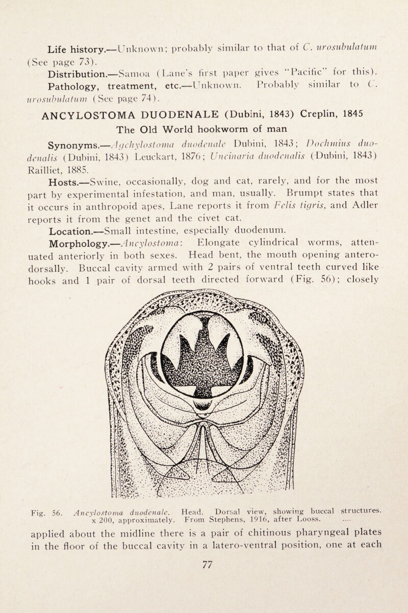 Life history.—Unknown; probably similar to that of C . urosubiilotum (See page 73). Distribution.—Samoa (Lane’s first paper gives ‘ Pacific for this). Pathology, treatment, etc.—Unknown. Probably similar to C. urosubu-latum (See page 74). ANCYLOSTOMA DUODENALE (Dubini, 1843) Creplin, 1845 The Old World hookworm of man Synonyms.—Aychvlostomci duodciudc Dubini, 1843; Dochiiiius duo- denalis (Dubini, 1843) Leuckart, 1876; Uncinaria duodcnalis (Dubini, 1843) Railliet, 1885. Hosts.—Swine, occasionally, clog and cat, rarely, and for the most part by experimental infestation, and man, usually. Brumpt states that it occurs in anthropoid apes, Lane reports it from Felis tigris, and Adler reports it from the genet and the civet cat. Location.—Small intestine, especially duodenum. Morphology.—Ancylostoma: Elongate cylindrical worms, atten¬ uated anteriorly in both sexes. Head bent, the mouth opening antero- dorsally. Buccal cavity armed with 2 pairs of ventral teeth curved like hooks and 1 pair of dorsal teeth directed forward (Fig. 56); closely Fig. 56. Ancylostoma duodenale. Head. Dorsal view, showing buccal structures, x 200, approximately. From Stephens, 1916, after Looss. applied about the midline there is a pair of chitinous pharyngeal plates in the floor of the buccal cavity in a latero-ventral position, one at each