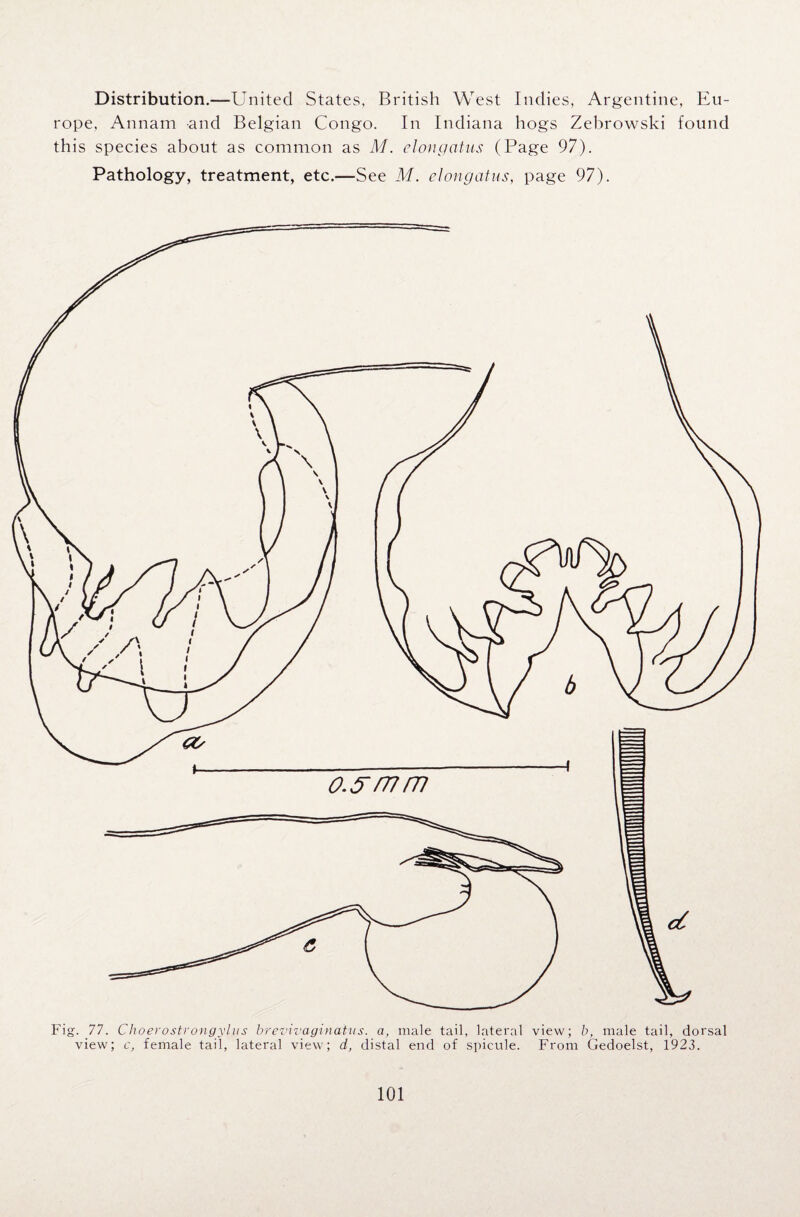 Distribution.—United States, British West Indies, Argentine, Eu¬ rope, Annam and Belgian Congo. In Indiana hogs Zebrowski found this species about as common as M. elongatus (Page 97). Pathology, treatment, etc.—See M. elongatus, page 97). o.^mm Fig. 77. Choerostrongylus brevivaginaius. a, male tail, lateral view; b, male tail, dorsal view; c, female tail, lateral view; d, distal end of spicule. From Gedoelst, 1923.