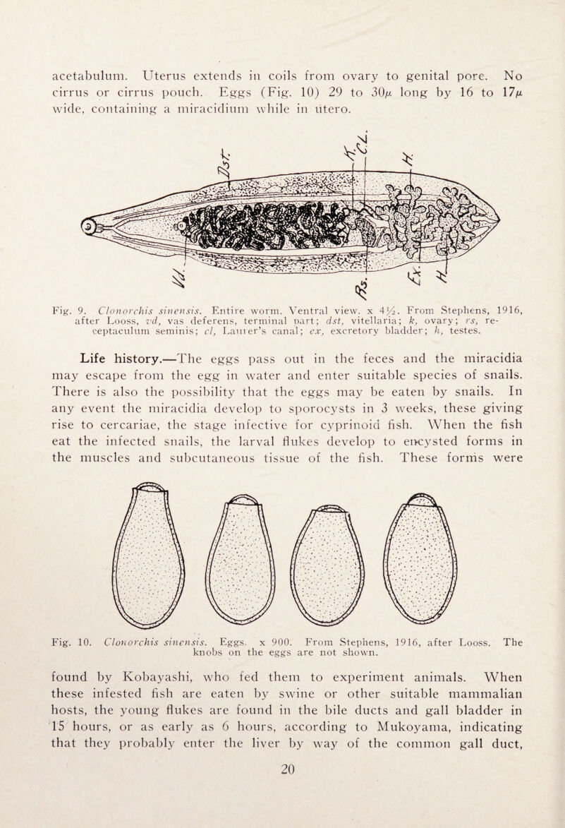 acetabulum. Uterus extends in coils from ovary to genital pore. No cirrus or cirrus pouch. Eggs (Fig. 10) 29 to 30g. long by 16 to 17g wide, containing a miracidium while in utero. Fig. 9. Clonorchis sinensis. Entire worm. Ventral view, x 4W From Stephens, 1916, after Looss, vd, vas deferens, terminal part; dst, vitellaria; k, ovary; rs, re- ceptaculum seminis; cl, Lanier’s canal; ex, excretory bladder; h, testes. Life history.-—-The eggs pass out in the feces and the tniracidia may escape from the egg in water and enter suitable species of snails. There is also the possibility that the eggs may be eaten by snails. In any event the miracidia develop to sporocysts in 3 weeks, these giving rise to cercariae, the stage infective for cyprinoid fish. When the fish eat the infected snails, the larval flukes develop to encysted forms in the muscles and subcutaneous tissue of the fish. These forms were found by Kobayashi, who fed them to experiment animals. When these infested fish are eaten by swine or other suitable mammalian hosts, the young flukes are found in the bile ducts and gall bladder in 15 hours, or as early as 6 hours, according to Mukoyama, indicating that they probably enter the liver by way of the common gall duct,