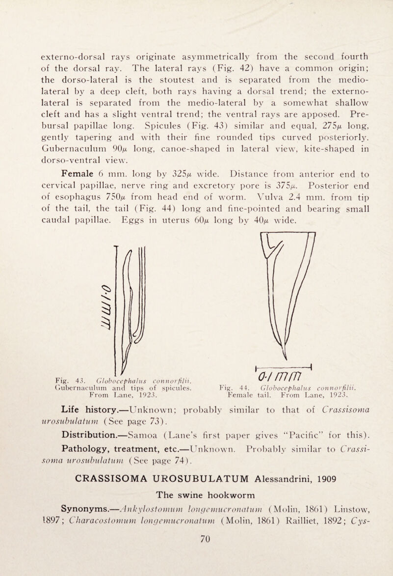 externo-dorsal rays originate asymmetrically from the second fourth of the dorsal ray. The lateral rays (Fig. 42) have a common origin; the dorso-lateral is the stoutest and is separated from the medio- lateral by a deep cleft, both rays having a dorsal trend; the externo- lateral is separated from the medio-lateral by a somewhat shallow cleft and has a slight ventral trend; the ventral rays are apposed. Pre- bursal papillae long. Spicules (Fig. 43) similar and equal, 275/x long, gently tapering and with their fine rounded tips curved posteriorly. Gubernaculum 90/u long, canoe-shaped in lateral view, kite-shaped in dorso-ventral view. Female 6 mm. long by 325^ wide. Distance from anterior end to cervical papillae, nerve ring and excretory pore is 375g. Posterior end of esophagus 750/jl from head end of worm. Vulva 2.4 mm. from tip of the tail, the tail (Fig. 44) long and fine-pointed and bearing small caudal papillae. Eggs in uterus 60,u long by 4Cfii wide. Fig. 43. Globocephalus connorfilii. Gubernaculum and tips of spicules. From Lane, 1923. Fig. 44. Globocephalus connorfilii. Female tail. From Lane, 1923. Life history.—Unknown; probably similar to that of Crassisoma urosubulatum (See page 73). Distribution.—Samoa (Lane’s first paper gives “Pacific” for this). Pathology, treatment, etc.—Unknown. Probably similar to Crassi¬ soma urosubulatum (See page 74). CRASSISOMA UROSUBULATUM Alessandrini, 1909 The swine hookworm Synonyms.—Ankylostomum longemucronatum (Molin, 1861) Linstow, 1897; Characostomum longemucronatum (Molin, 1861) Railliet, 1892; Cys-