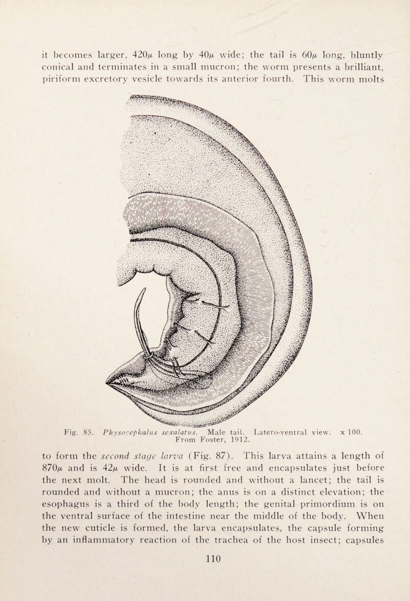 it becomes larger, 420g long by 40g wide; the tail is 60g long, bluntly conical and terminates in a small mucron; the worm presents a brilliant, piriform excretory vesicle towards its anterior fourth. This worm molts Fig. 85. Physoccphalus sexalatus. Male tail. Latero-ventral view. From Foster, 1912. x 100. to form the second stage larva (Fig. 87). This larva attains a length of 870g and is 42g wide. It is at first free and encapsulates just before the next molt. The head is rounded and without a lancet; the tail is rounded and without a mucron; the anus is on a distinct elevation; the esophagus is a third of the body length; the genital primordium is on the ventral surface of the intestine near the middle of the body. When the new cuticle is formed, the larva encapsulates, the capsule forming by an inflammatory reaction of the trachea of the host insect; capsules