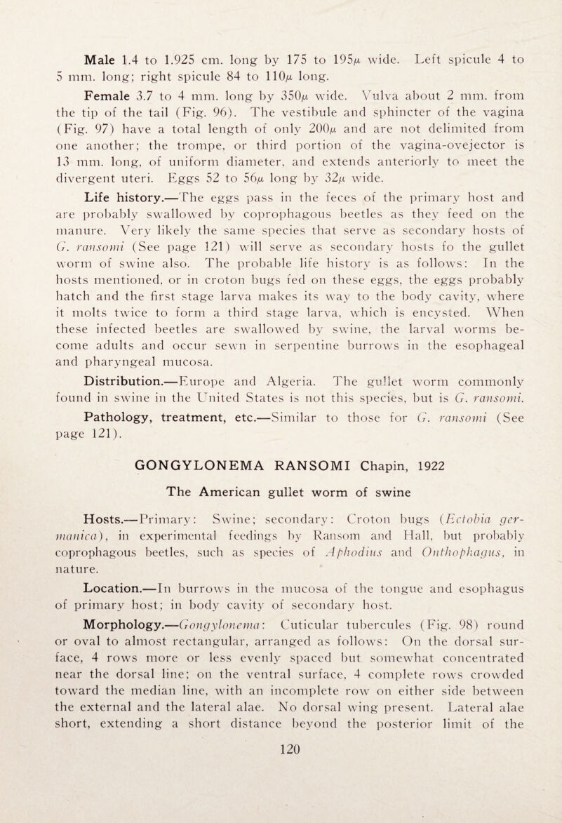 Male 1.4 to 1.925 cm. long by 175 to 195g wide. Left spicule 4 to 5 mm. long; right spicule 84 to llOg long. Female 3.7 to 4 mm. long by 350g wide. Vulva about 2 mm. from the tip of the tail (Fig. 96). The vestibule and sphincter of the vagina (Fig. 97) have a total length of only 200g and are not delimited from one another; the trompe, or third portion of the vagina-ovejector is 13 mm. long, of uniform diameter, and extends anteriorly to meet the divergent uteri. Eggs 52 to 56y long by 32g wide. Life history.— The eggs pass in the feces of the primary host and are probably swallowed by coprophagous beetles as they feed on the manure. Very likely the same species that serve as secondary hosts of G. rcmsomi (See page 121) will serve as secondary hosts fo the gullet worm of swine also. The probable life history is as follows: In the hosts mentioned, or in croton bugs fed on these eggs, the eggs probably hatch and the first stage larva makes its way to the body cavity, where it molts twice to form a third stage larva, which is encysted. When these infected beetles are swallowed by swine, the larval worms be¬ come adults and occur sewn in serpentine burrows in the esophageal and pharyngeal mucosa. Distribution.—Europe and Algeria. The gullet worm commonly found in swine in the United States is not this species, but is G. ransomi. Pathology, treatment, etc.—Similar to those for G. ransomi (See page 121). GONGYLONEMA RANSOMI Chapin, 1922 The American gullet worm of swine Hosts.—Primary: Swine; secondary: Croton bugs (Ectobia gcr- manica), in experimental feedings by Ransom and Hall, but probably coprophagous beetles, such as species of Aphodius and Onthophagus, in nature. Location.—In burrows in the mucosa of the tongue and esophagus of primary host; in body cavity of secondary host. Morphology.—Gongylonema: Cuticular tubercules (Fig. 98) round or oval to almost rectangular, arranged as follows: On the dorsal sur¬ face, 4 rows more or less evenly spaced but somewhat concentrated near the dorsal line; on the ventral surface, 4 complete rows crowded toward the median line, with an incomplete row on either side between the external and the lateral alae. No dorsal wing present. Lateral alae short, extending a short distance beyond the posterior limit of the