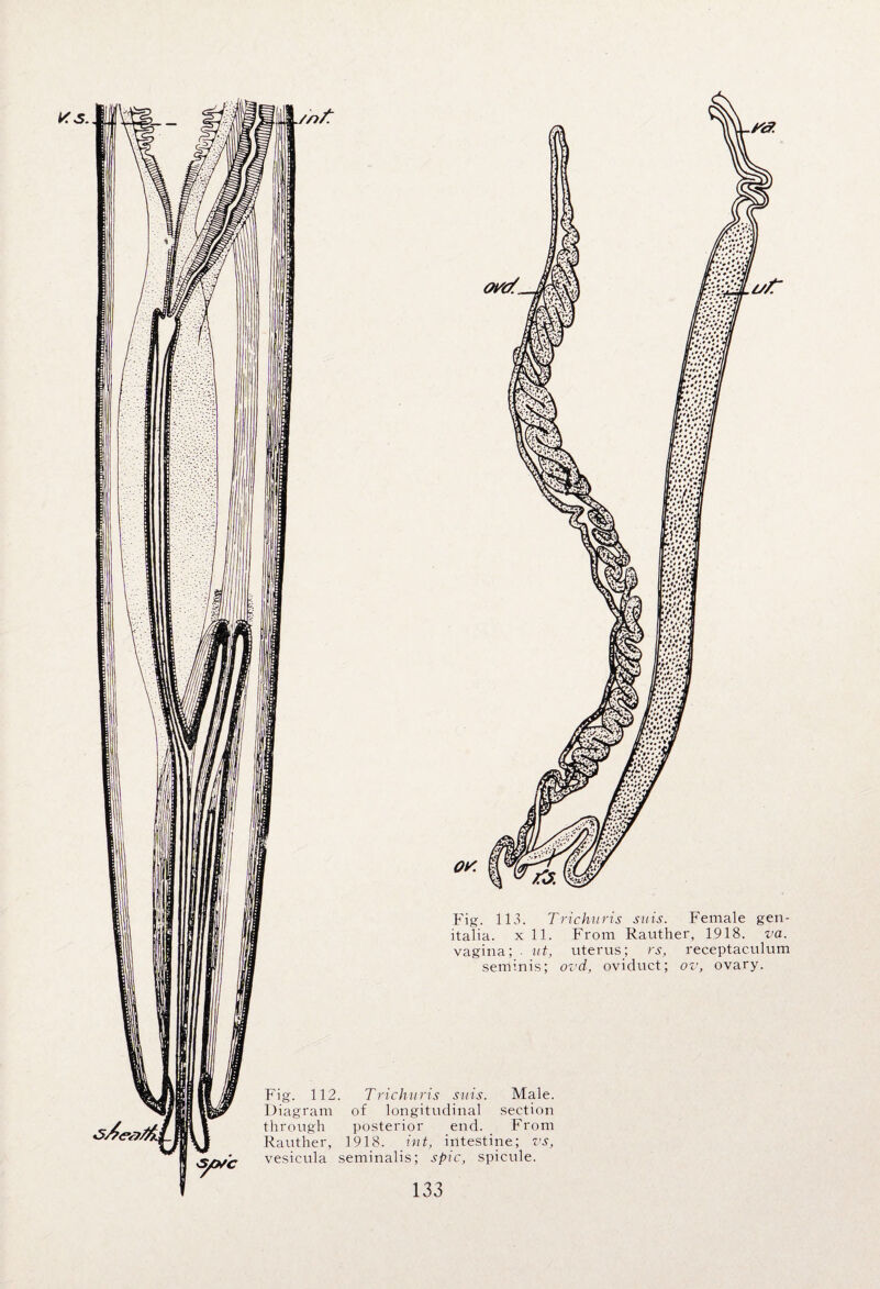 v.s. Fig. 113. Trichuris suis. Female gen¬ italia. x 11. From Rauther, 1918. va. vagina; ut, uterus; rs, receptaculum seminis; ovd, oviduct; ov, ovary. Fig. 112. Trichuris suis. Male. Diagram of longitudinal section through posterior end. From Rauther, 1918. int, intestine; vs, vesicula seminalis; spic, spicule.