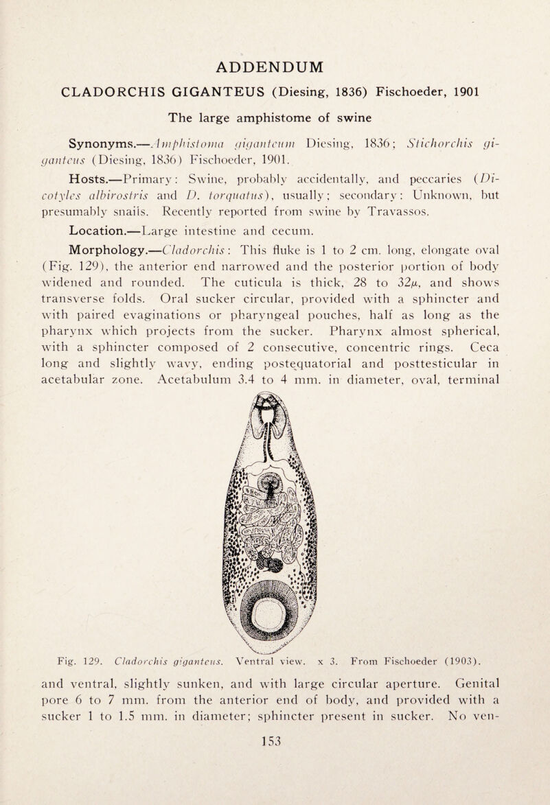 ADDENDUM CLADORCHIS GIGANTEUS (Diesing, 1836) Fischoeder, 1901 The large amphistome of swine Synonyms.-—.-!///phistoma gigantcum Diesing, 1836; Stichorchis gi- gatitens (Diesing, 1836) Fischoeder, 1901. Hosts.—Primary: Swine, probably accidentally, and peccaries (Di- cotyles albirostris and D. torquatus), usually; secondary: Unknown, but presumably snails. Recently reported from swine by Travassos. Location.—Large intestine and cecum. Morphology.—Clad orchis: This fluke is 1 to 2 cm. long, elongate oval (Fig. 129), the anterior end narrowed and the posterior portion of body widened and rounded. The cuticula is thick, 28 to 32/x, and shows transverse folds. Oral sucker circular, provided with a sphincter and with paired evaginations or pharyngeal pouches, half as long as the pharynx which projects from the sucker. Pharynx almost spherical, with a sphincter composed of 2 consecutive, concentric rings. Ceca long and slightly wavy, ending postequatorial and posttesticular in acetabular zone. Acetabulum 3.4 to 4 mm. in diameter, oval, terminal Fig. 129. Clad orchis giganteus. Ventral view, x 3. From Fischoeder (1903). and ventral, slightly sunken, and with large circular aperture. Genital pore 6 to 7 mm. from the anterior end of body, and provided with a sucker 1 to 1.5 mm. in diameter; sphincter present in sucker. No veil-