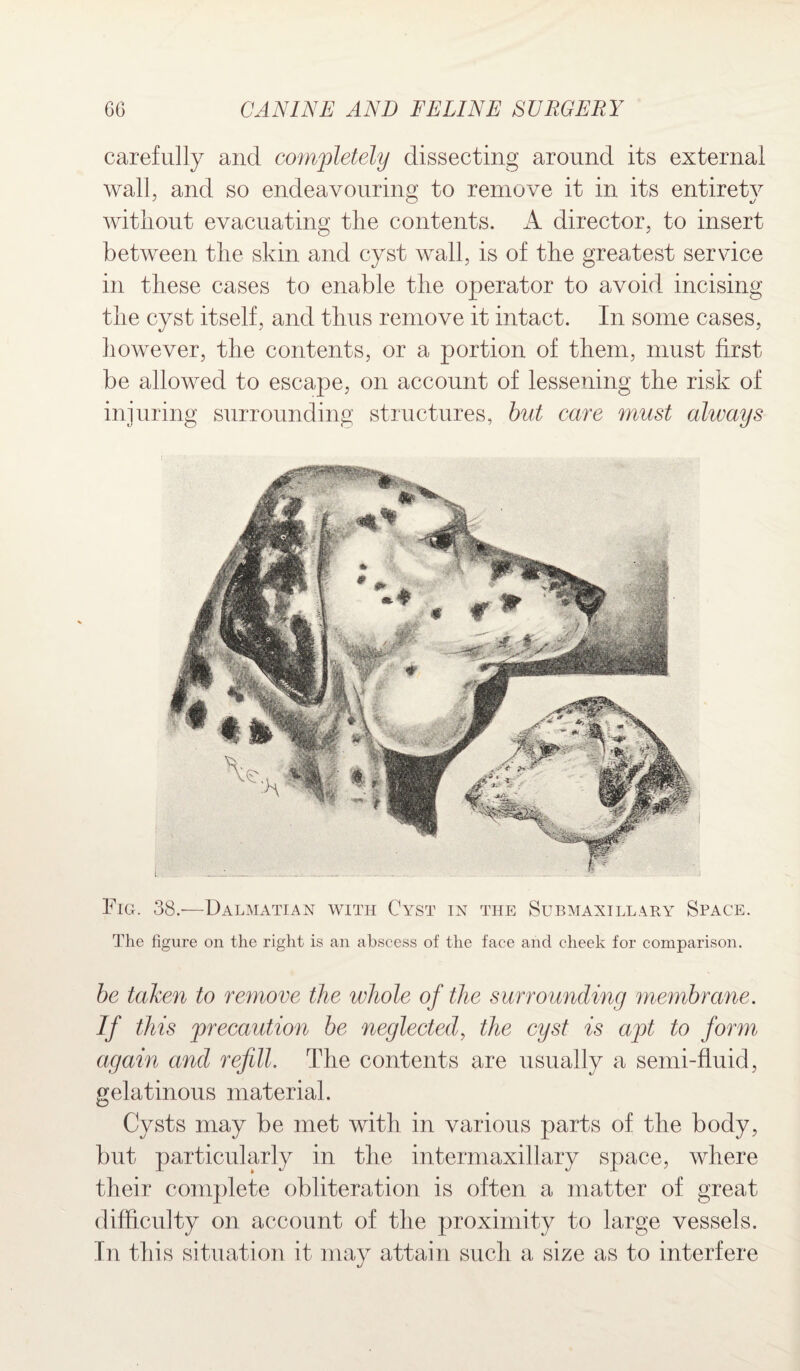 carefully and completely dissecting around its external wall, and so endeavouring to remove it in its entirety without evacuating the contents. director, to insert between the skin and cyst wall, is of the greatest service in these cases to enable the operator to avoid incising the cyst itself, and thus remove it intact. In some cases, however, the contents, or a portion of them, must first be allowed to escape, on account of lessening the risk of injuring surrounding structures, but care must always Fig. 38.—Dalmatian with Cyst in the Submaxillary Space. The figure on the right is an abscess of the face and cheek for comparison. be taken to remove the whole of the surrounding membrane. If this precaution be neglected, the cyst is apt to form again and refill. The contents are usually a semi-fluid, gelatinous material. Cysts may be met with in various parts of the body, but particularly in the intermaxillary space, where their complete obliteration is often a matter of great difficulty on account of the proximity to large vessels. In this situation it may attain such a size as to interfere