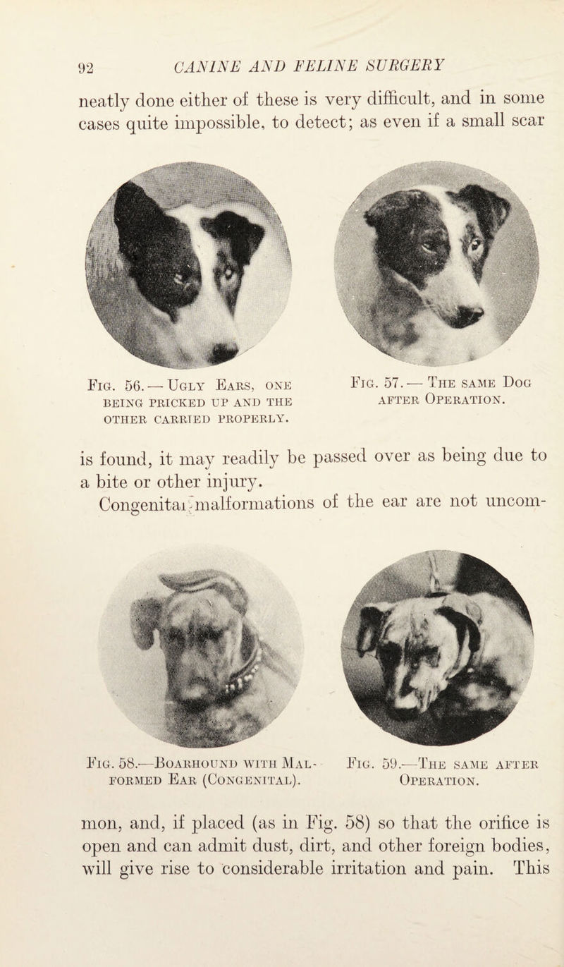 neatly done either of these is very difficult, and in some cases quite impossible, to detect; as even if a small scar Fig. 57.-— The same Dog after Operation. Fig. 56. •— Ugly Ears, one BEING PRICKED UP AND THE OTHER CARRIED PROPERLY. is found, it may readily be passed over as being due to a bite or other injury. Conaenitau malformations of the ear are not uncom- O Fig. 58.-—Boarhound with Mal¬ formed Ear (Congenital). Fig. 59.-—The same after Operation. mon, and, if placed (as in Fig. 58) so that the orifice is open and can admit dust, dirt, and other foreign bodies, will give rise to considerable irritation and pain. This