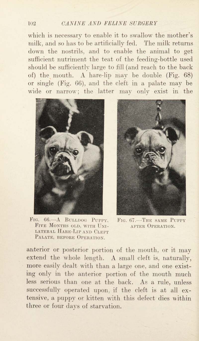 which is necessary to enable it to swallow the mother's milk, and so has to be artificially fed. The milk returns down the nostrils, and to enable the animal to get sufficient nutriment the teat of the feeding-bottle used should be sufficiently large to fill (and reach to the back of) the mouth. A hare-lip may be double (Fig. 68) or single (Fig. 66), and the cleft in a palate may be wide or narrow; the latter may only exist in the Fie. 66.—A Bulldog Puppy, Fig. 67.—The same Puppy Five Months old, with Unt- after Operation. LATERAL HARE-LiP AND CLEFT Palate, before Operation. anterior or posterior portion of the mouth, or it may extend the whole length. A small cleft is, naturally, more easily dealt with than a large one, and one exist¬ ing only in the anterior portion of the mouth much less serious than one at the back. As a rule, unless successfully operated upon, if the cleft is at all ex¬ tensive, a puppy or kitten with this defect dies within three or four days of starvation.
