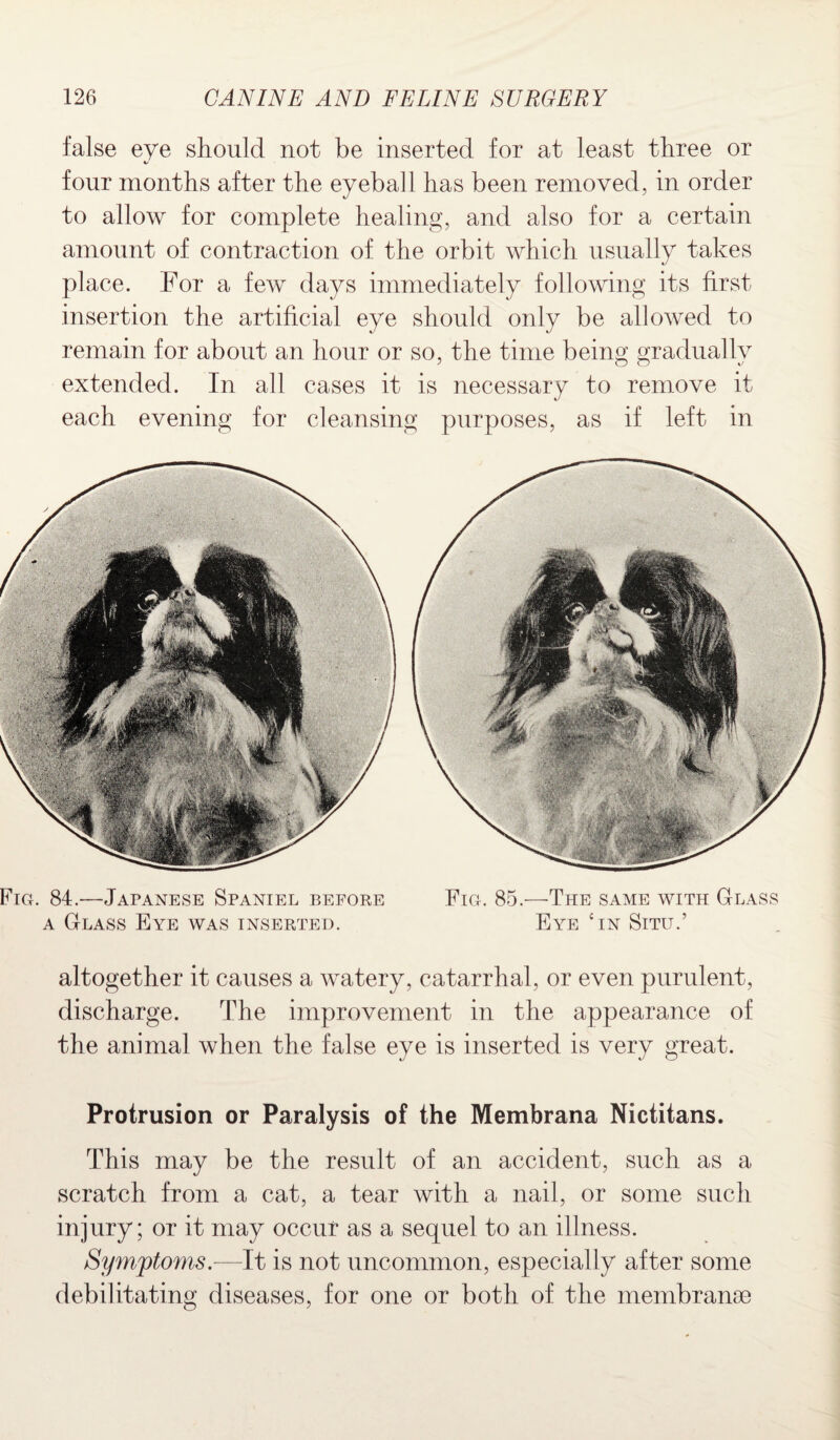 false eye should not be inserted for at least three or four months after the eyeball has been removed, in order to allow for complete healing, and also for a certain amount of contraction of the orbit which usually takes place. For a few days immediately following its first insertion the artificial eye should only be allowed to remain for about an hour or so, the time being gradually extended. In all cases it is necessary to remove it each evening for cleansing purposes, as if left in Fig. 84.—Japanese Spaniel before Fig. 85.—The same with Glass a Glass Eye was inserted. Eye cin Situ.’ altogether it causes a watery, catarrhal, or even purulent, discharge. The improvement in the appearance of the animal when the false eye is inserted is very great. Protrusion or Paralysis of the Membrana Nictitans. This may be the result of an accident, such as a scratch from a cat, a tear with a nail, or some such injury; or it may occur as a sequel to an illness. Symptoms.—It is not uncommon, especially after some debilitating diseases, for one or both of the membranae