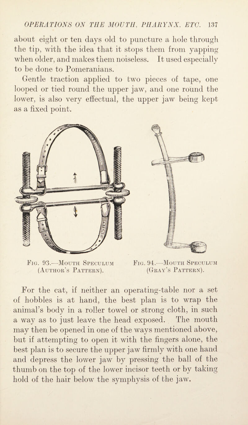 about eight or ten days old to puncture a hole through the tip, with the idea that it stops them from yapping when older, and makes them noiseless. It used especially to be done to Pomeranians. Gentle traction applied to two pieces of tape, one looped or tied round the upper jaw, and one round the lower, is also very effectual, the upper jaw being kept as a fixed point. Fig. 93.—Mouth Speculum Fig. 94.—Mouth Speculum (Author’s Pattern). (Gray’s Pattern). For the cat, if neither an operating-table nor a set of hobbles is at hand, the best plan is to wrap the animal’s body in a roller towel or strong cloth, in such a way as to just leave the head exposed. The mouth may then be opened in one of the ways mentioned above, but if attempting to open it with the fingers alone, the best plan is to secure the upper jaw firmly with one hand and depress the lower jaw by pressing the ball of the thumb on the top of the lower incisor teeth or by taking hold of the hair below the symphysis of the jaw.