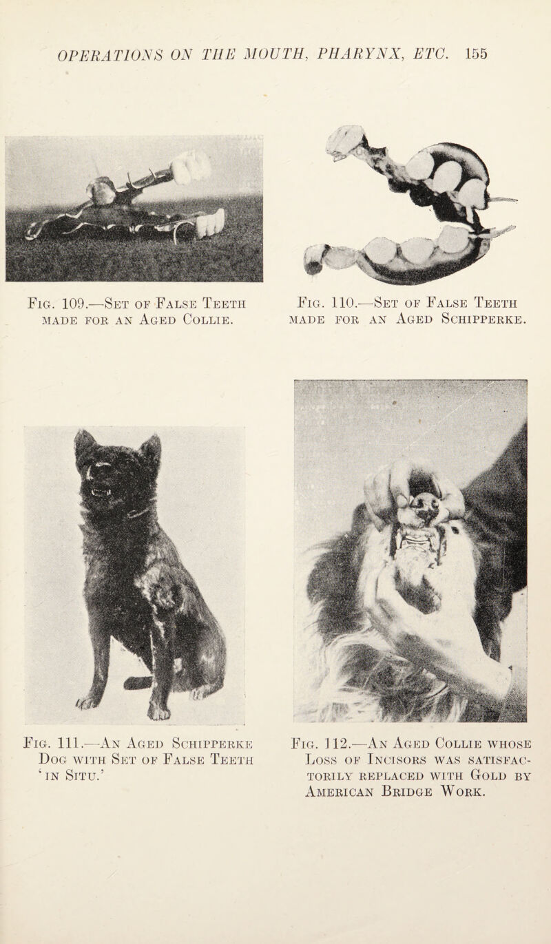 Fig. 111.—-An Aged Schipperke Dog with Set of False Teeth ‘in Situ.’ Fig. 110.—Set of False Teeth MADE FOR AN AGED SCHIPPERKE. Fig. 112.—An Aged Collie whose Loss of Incisors was satisfac¬ torily REPLACED WITH GOLD BY American Bridge Work. Fig. 109.—Set of False Teeth MADE FOR AN AGED COLLIE.