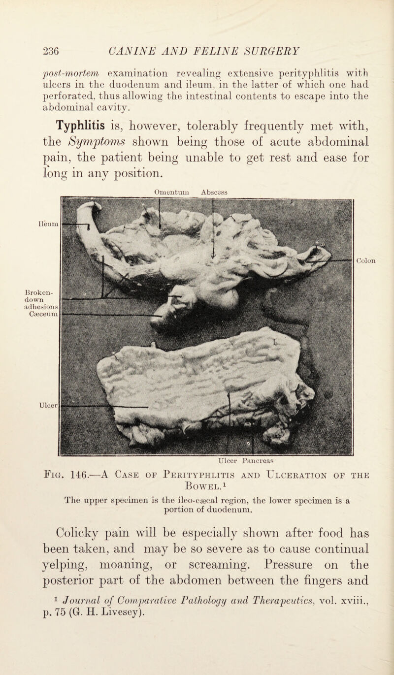 post-mortem examination revealing extensive perityphlitis with ulcers in the duodenum and ileum, in the latter of which one had perforated, thus allowing the intestinal contents to escape into the abdominal cavity. Typhlitis is, however, tolerably frequently met with, the Symptoms shown being those of acute abdominal pain, the patient being unable to get rest and ease for long in any position. Omentum Abscess Ileum Broken- down adhesions Cseceum Ulcer Colon Ulcer Pancreas Fic. 146.—A Case of Perityphlitis and Ulceration of the Bowel.1 The upper specimen is the ileo-csecal region, the lower specimen is a portion of duodenum. Colicky pain will be especially shown after food has been taken, and may be so severe as to cause continual yelping, moaning, or screaming. Pressure on the posterior part of the abdomen between the fingers and 1 Journal of Comparative Pathology and Therapeutics, vol. xviii., p. 75 (G. H. Livesey).