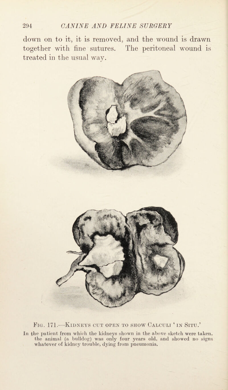 down on to it, it is removed, and the wound is drawn together with fine sutures. The peritoneal wound is treated in the usual way. Fig. 171.—Kidneys cut open to show Calculi ‘in Situ.’ In the patient from which the kidneys shown in the above sketch were taken, the animal (a bulldog) was only four years old, and showed no signs whatever of kidney trouble, dying from pneumonia.