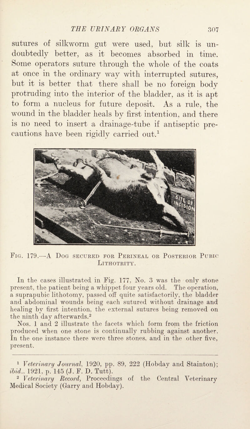 sutures of silkworm gut were used, but silk is un¬ doubtedly better, as it becomes absorbed in time. Some operators suture through the whole of the coats at once in the ordinary way with interrupted sutures, but it is better that there shall be no foreign body protruding into the interior of the bladder, as it is apt to form a nucleus for future deposit. As a rule, the wound in the bladder heals by first intention, and there is no need to insert a drainage-tube if antiseptic pre¬ cautions have been rigidly carried out.1 Fig. 179.—A Dog secured for Perineal or Posterior Pubic Lithotrity. In the cases illustrated in Fig. 177, No. 3 was the only stone present, the patient being a whippet four years old. The operation, a suprapubic lithotomy, passed off quite satisfactorily, the bladder and abdominal wounds being each sutured without drainage and healing by first intention, the external sutures being removed on the ninth day afterwards.2 Nos. 1 and 2 illustrate the facets which form from the friction produced when one stone is continually rubbing against another. In the one instance there were three stones, and in the other five, present. 1 Veterinary Journal, 1920, pp. 89, 222 (Hobday and Stainton); ibid., 1921, p. 145 (J. F. D. Tutt). 2 Veterinary Record, Proceedings of the Central Veterinary Medical Society (Garry and Hobday).