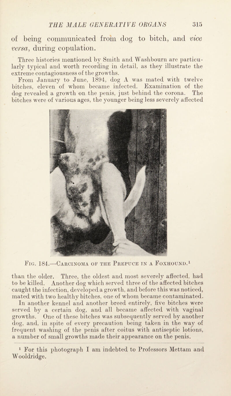 of being communicated from dog to bitch, and vice versa, during copulation. Three histories mentioned by Smith and Washbourn are particu¬ larly typical and worth recording in detail, as they illustrate the extreme contagiousness of the growths. From January to June, 1894, dog A was mated with twelve bitches, eleven of whom became infected. Examination of the dog revealed a growth on the penis, just behind the corona. The bitches were of various ages, the younger being less severely affected Fig. 184.—'Carcinoma of the Prepuce in a Foxhound.1 than the older. Three, the oldest and most severely affected, had to be killed. Another dog which served three of the affected bitches caught the infection, developed a growth, and before this was noticed, mated with two healthy bitches, one of whom became contaminated. In another kennel and another breed entirely, five bitches were served by a certain dog, and all became affected with vaginal growths. One of these bitches was subsequently served by another dog, and, in spite of every precaution being taken in the way of frequent washing of the penis after coitus with antiseptic lotions, a number of small growths made their appearance on the penis. 1 For this photograph I am indebted to Professors Mettam and Wooldridge.