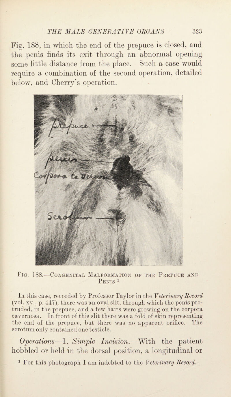 Fig. 188, in which the end of the prepuce is closed, and the penis finds its exit through an abnormal opening some little distance from the place. Such a case would require a combination of the second operation, detailed below, and Cherry’s operation. Fig. 188.—Congenital Malformation of the Prepuce and Penis.1 In this case, recorded by Professor Taylor in the Veterinary Record (vol. xv., p. 447), there was an oval slit, through which the penis pro¬ truded, in the prepuce, and a few hairs were growing on the corpora cavernosa. In front of this slit there was a fold of skin representing the end of the prepuce, but there was no apparent orifice. The scrotum only contained one testicle. Operations—1. Simple Incision.—With the patient hobbled or held in the dorsal position, a longitudinal or 1 For this photograph I am indebted to the Veterinary Record.