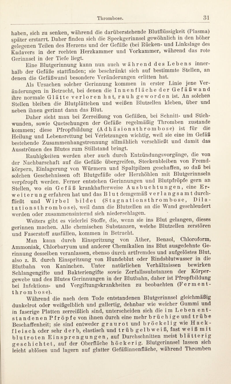 haben, sich zu senken, während die darüberstehende Blutflüssigkeit (Plasma) später erstarrt. Daher finden sich die Speckgerinnsel gewöhnlich in den höher gelegenen Teilen des Herzens und der Gefäße (bei Rücken- und Linkslage des Kadavers in der rechten Herzkammer und Vorkammer, während das rote Gerinnsel in der Tiefe liegt. Eine Blutgerinnung kann nun auch während des Lebens inner¬ halb der Gefäße stattfinden; sie beschränkt sich auf bestimmte Stellen, an denen die Gefäßwand besondere Veränderungen erlitten hat. Als Ursachen solcher Gerinnung kommen in erster Linie jene Ver¬ änderungen in Betracht, bei denen die Innenfläche der Gefäßwand ihre normale Glätte verloren hat, rauh geworden ist. An solchen Stellen bleiben die Blutplättchen und weißen Blutzellen kleben, über und neben ihnen gerinnt dann das Blut. Daher sieht man bei Zerreißung von Gefäßen, bei Schnitt- und Stich¬ wunden, sowie Quetschungen der Gefäße regelmäßig Thromben zustande kommen; diese Pfropfbildung (Adhäsionsthrombose) ist für die Heilung und Lebensrettung bei Verletzungen wichtig, weil sie eine im Gefäß bestehende Zusammenhangstrennung allmählich verschließt und damit das Ausströmen des Blutes zum Stillstand bringt. Rauhigkeiten werden aber auch durch Entzündungsvorgänge, die von der Nachbarschaft auf die Gefäße übergreifen, Steckenbleiben von Fremd¬ körpern, Einlagerung von Würmern und Spaltpilzen geschaffen, so daß bei solchen Geschehnissen oft Blutgefäße oder Herzhöhlen mit Blutgerinnseln verpfropft werden. Ferner entstehen Gerinnungen und Blutpfröpfe gern an Stellen, wo ein Gefäß krankhafterweise Ausbuchtungen, eine Er- Weiterung erfahren hat und das Blut demgemäß verlangsamt durch¬ fließt und Wirbel bildet (S t a gn a t i o n s t h r o m b o s e , Dila¬ tationsthrombose), weil dann die Blutzellen an die Wand geschleudert werden oder zusammensinternd sich niederschlagen. Weiters gibt es vielerlei Stoffe, die, wenn sie ins Blut gelangen, dieses gerinnen machen. Alle chemischen Substanzen, welche Blutzellen zerstören und Faserstoff ausfällen, kommen in Betracht. Man kann durch Einspritzung von Äther, Benzol, Chloroform, Ammoniak, Chlorbaryum und anderer Chemikalien ins Blut ausgedehnte Ge¬ rinnung desselben veranlassen, ebenso durch artfremdes und aufgelöstes Blut, also z. B. durch Einspritzung von Hundeblut oder Rindsblutwasser in die Blutbahn von Kaninchen. Unter natürlichen Verhältnissen bewirken Schlangengifte und Bakteriengifte sowie Zerfallssubstanzen der Körper¬ gewebe und des Blutes Gerinnungen in der Blutbahn, daher ist Pfropfbildung bei Infektions- und Vergiftungskrankheiten zu beobachten (Ferment¬ thrombose). Während die nach dem Tode entstandenen Blutgerinnsel gleichmäßig dunkelrot oder weißgelblich und gallertig, dehnbar wie weicher Gummi und in faserige Platten zerreißlich sind, unterscheiden sich die im Leben ent¬ standenen Pfropfe von ihnen durch eine mehr brüchige und trübe Beschaffenheit; sie sind entweder grau rot und bröckelig wie Hack¬ fleisch oder sehr derb, elastisch und trüb gelbweiß, fast weiß mit blutroten Einsprengungen, auf Durchschnitten meist blätterig geschichtet, auf der Oberfläche höckerig. Blutgerinnsel lassen sich leicht ablösen und lagern auf glatter Gefäßinnenfläche, während Thromben