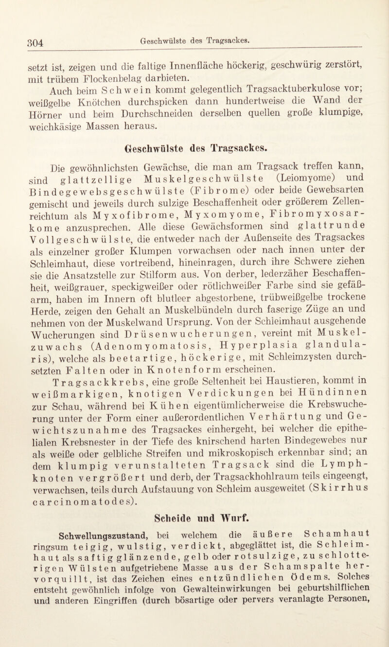 Geschwülste des Tragsackes. setzt ist, zeigen und die faltige Innenfläche höckerig, geschwürig zerstört, mit trübem Flockenbelag darbieten. Auch beim Schwein kommt gelegentlich Tragsacktuberkulose vor; weißgelbe Knötchen durchspicken dann hundertweise die Wand der Hörner und beim Durchschneiden derselben quellen große klumpige, weichkäsige Massen heraus. Geschwülste des Tragsackes. Die gewöhnlichsten Gewächse, die man am Tragsack treffen kann, sind glattzellige Muskelgeschwülste (Leiomyome) und Bindegewebsgeschwülste (Fibrome) oder beide Gewebsarten gemischt und jeweils durch sulzige Beschaffenheit oder größerem Zellen¬ reichtum als Myxofibrome, Myxomyome, Fibromyxosar- kome anzusprechen. Alle diese Gewächsformen sind glattrunde Vollgeschwülste, die entweder nach der Außenseite des Tragsackes als einzelner großer Klumpen vorwachsen oder nach innen unter der Schleimhaut, diese vortreibend, hineinragen, durch ihre Schwere ziehen sie die Ansatzstelle zur Stilform aus. Von derber, lederzäher Beschaffen¬ heit, weißgrauer, speckigweißer oder rötlichweißer Farbe sind sie gefäß¬ arm, haben im Innern oft blutleer abgestorbene, trübweißgelbe trockene Herde, zeigen den Gehalt an Muskelbündeln durch faserige Züge an und nehmen von der Muskelwand Ursprung. Von der Schleimhaut ausgehende Wucherungen sind Drüsen Wucherungen, vereint mit Muskel¬ zuwachs (Adenomyomatosis, Hyperplasia glandula¬ ris), welche als b e e t a r t i g e, h ö c k e r i g e , mit Schleimzysten durch¬ setzten Falten oder in Knotenform erscheinen. Tragsackkrebs, eine große Seltenheit bei Haustieren, kommt in weißmarkigen, knotigen Verdickungen bei Hündinnen zur Schau, während bei Kühen eigentümlicherweise die Krebswuche¬ rung unter der Form einer außerordentlichen V erhärtung und Ge¬ wichtszunahme des Tragsackes einhergeht, bei welcher die epithe¬ lialen Krebsnester in der Tiefe des knirschend harten Bindegewebes nur als weiße oder gelbliche Streifen und mikroskopisch erkennbar sind; an dem klumpig verunstalteten Tragsack sind die Lymph¬ knoten vergrößert und derb, der Tragsackhohlraum teils eingeengt, verwachsen, teils durch Aufstauung von Schleim ausgeweitet (Skirrhus carcinomatodes). Scheide und Wurf. Schwellungszustand, bei welchem die äußere Schamhaut ringsum teigig, wulstig, verdickt, abgeglättet ist, die Schleim¬ haut als saftigglänzende,gelb oder rotsulzige, zu schlotte¬ rigen Wülsten aufgetriebene Masse aus der Schamspalte her¬ vorquillt, ist das Zeichen eines entzündlichen Ödems. Solches entsteht gewöhnlich infolge von Gewalteinwirkungen bei geburtshilflichen und anderen Eingriffen (durch bösartige oder pervers veranlagte Personen,