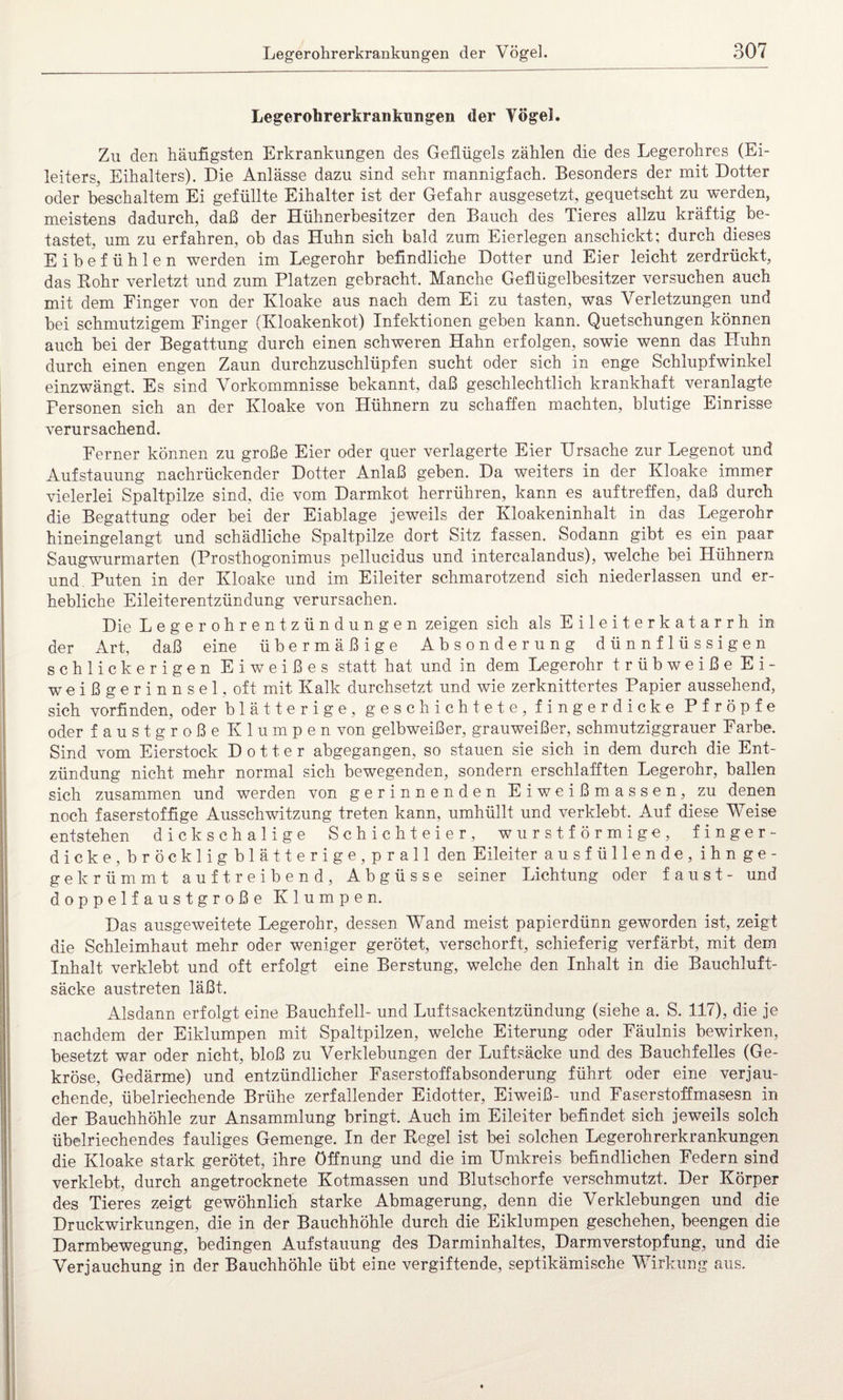 Legerohrerkrankungen der Vögel. Zu den häufigsten Erkrankungen des Geflügels zählen die des Legerohres (Ei¬ leiters, Eihalters). Die Anlässe dazu sind sehr mannigfach. Besonders der mit Dotter oder beschältem Ei gefüllte Eihalter ist der Gefahr ausgesetzt, gequetscht zu werden, meistens dadurch, daß der Hühnerbesitzer den Bauch des Tieres allzu kräftig be¬ tastet, um zu erfahren, ob das Huhn sich bald zum Eierlegen anschickt; durch dieses Eibefühlen werden im Legerohr befindliche Dotter und Eier leicht zerdrückt, das Rohr verletzt und zum Platzen gebracht. Manche Geflügelbesitzer versuchen auch mit dem Finger von der Kloake aus nach dem Ei zu tasten, was Verletzungen und bei schmutzigem Finger (Kloakenkot) Infektionen geben kann. Quetschungen können auch bei der Begattung durch einen schweren Hahn erfolgen, sowie wenn das Huhn durch einen engen Zaun durchzuschlüpfen sucht oder sich in enge Schlupfwinkel einzwängt. Es sind Vorkommnisse bekannt, daß geschlechtlich krankhaft veranlagte Personen sich an der Kloake von Hühnern zu schaffen machten, blutige Einrisse verursachend. Ferner können zu große Eier oder quer verlagerte Eier Ursache zur Legenot und Aufstauung nachrückender Dotter Anlaß geben. Da weiters in der Kloake immer vielerlei Spaltpilze sind, die vom Darmkot herrühren, kann es auftreffen, daß durch die Begattung oder bei der Eiablage jeweils der Kloakeninhalt in das Legerohr hineingelangt und schädliche Spaltpilze dort Sitz fassen. Sodann gibt es ein paar Saugwurmarten (Prosthogonimus pellucidus und intercalandus), welche bei Hühnern und Puten in der Kloake und im Eileiter schmarotzend sich niederlassen und er¬ hebliche Eileiterentzündung verursachen. Die Legerohrentzündungen zeigen sich als Eileiterkatarrh in der Art, daß eine übermäßige Absonderung dünnflüssigen schlickerigen Eiweißes statt hat und in dem Legerohr trübweiße Ei¬ weiß g e r i n n s e 1, oft mit Kalk durchsetzt und wie zerknittertes Papier aussehend, sich vorfinden, oder blätterige, geschichtete, fingerdicke Pfropfe oder faustgroße Klumpen von gelbweißer, grauweißer, schmutziggrauer Farbe. Sind vom Eierstock Dotter abgegangen, so stauen sie sich in dem durch die Ent¬ zündung nicht mehr normal sich bewegenden, sondern erschlafften Legerohr, ballen sich zusammen und werden von gerinnenden Eiweißmassen, zu denen noch faserstoffige Ausschwitzung treten kann, umhüllt und verklebt. Auf diese Weise entstehen dickschalige Schichteier, wurstförmige, finger¬ dicke,bröckligblätterige,prall den Eileiter ausfüllende, ihnge- ge krümmt auf treibend, Abgüsse seiner Lichtung oder f a u s t - und doppelfaustgroße Klumpen. Das ausgeweitete Legerohr, dessen Wand meist papierdünn geworden ist, zeigt die Schleimhaut mehr oder weniger gerötet, verschorft, schieferig verfärbt, mit dem Inhalt verklebt und oft erfolgt eine Berstung, welche den Inhalt in die Bauchluft¬ säcke austreten läßt. Alsdann erfolgt eine Bauchfell- und Luftsackentzündung (siehe a. S. 117), die je nachdem der Eiklumpen mit Spaltpilzen, welche Eiterung oder Fäulnis bewirken, besetzt war oder nicht, bloß zu Verklebungen der Luftsäcke und des Bauchfelles (Ge¬ kröse, Gedärme) und entzündlicher Faserstoffabsonderung führt oder eine verjau¬ chende, übelriechende Brühe zerfallender Eidotter, Eiweiß- und Faserstoffmasesn in der Bauchhöhle zur Ansammlung bringt. Auch im Eileiter befindet sich jeweils solch übelriechendes fauliges Gemenge. In der Regel ist bei solchen Legerohrerkrankungen die Kloake stark gerötet, ihre Öffnung und die im Umkreis befindlichen Federn sind verklebt, durch angetrocknete Kotmassen und Blutschorfe verschmutzt. Der Körper des Tieres zeigt gewöhnlich starke Abmagerung, denn die Verklebungen und die Druckwirkungen, die in der Bauchhöhle durch die Eiklumpen geschehen, beengen die Darmbewegung, bedingen Aufstauung des Darminhaltes, Darmverstopfung, und die Verjauchung in der Bauchhöhle übt eine vergiftende, septikämische Wirkung aus.