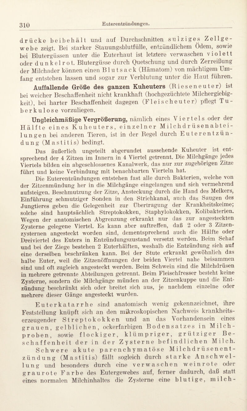 drücke beibehält und auf Durchschnitten salziges Zellge¬ webe zeigt. Bei starker Stauungsblutfülle, entzündlichem Ödem, sowie bei Blutergüssen unter die Euterhaut ist letztere verwaschen violett oder dunkelrot. Blutergüsse durch Quetschung und durch Zerreißung der Milchader können einen B1 u t s a c k (Hämatom) von mächtigem Um¬ fang entstehen lassen und sogar zur Verblutung unter die Haut führen. Auffallende Größe des ganzen Kuheuters (Rieseneuter) ist bei weicher Beschaffenheit nicht krankhaft (hochgezüchtete Milchergiebig¬ keit), bei harter Beschaffenheit dagegen (Fleischeuter) pflegt Tu¬ berkulose vorzuliegen. Ungleichmäßige Vergrößerung, nämlich eines Viertels oder der Hälfte eines Kuheuters, einzelner Milchdrüsenabtei¬ lungen bei anderen Tieren, ist in der Regel durch Euterentzün¬ dung (Mastitis) bedingt. Das äußerlich ungeteilt abgerundet aussehende Kuheuter ist ent¬ sprechend der 4 Zitzen im Innern in 4 Viertel getrennt. Die Milchgänge jedes Viertels bilden ein abgeschlossenes Kanalwerk, das nur zur zugehörigen Zitze führt und keine Verbindung mit benachbarten Vierteln hat. Die Euterentzündungen entstehen fast alle durch Bakterien, welche von der Zitzenmündung her in die Milchgänge eingelangen und sich vermehrend aufsteigen. Beschmutzung der Zitze, Ansteckung durch die Hand des Melkers, Einführung schmutziger Sonden in den Strichkanal, auch das Saugen des Jungtieres geben die Gelegenheit zur Übertragung der Krankheitskeime, solche sind hauptsächlich Streptokokken, Staphylokokken, Kolibakterien. Wegen der anatomischen Abgrenzung erkrankt nur das zur angesteckten Zysterne gelegene Viertel. Es kann aber auftreffen, daß 2 oder 3 Zitzen- zysternen angesteckt worden sind, dementsprechend auch die Hälfte oder Dreiviertel des Euters in Entzündungszustand versetzt werden. Beim Schaf und bei der Ziege bestehen 2 Euterhälften, weshalb die Entzündung sich auf eine derselben beschränken kann. Bei der Stute erkrankt gewöhnlich das halbe Euter, weil die Zitzenöffnungen der beiden Viertel nahe beisammen sind und oft zugleich angesteckt werden. Beim Schwein sind die Milchdrüsen in mehrere getrennte Abteilungen getrennt. Beim Fleischfresser besteht keine Zysterne, sondern die Milchgänge münden an der Zitzenkuppe und die Ent¬ zündung beschränkt sich oder breitet sich aus, je nachdem einzelne oder mehrere dieser Gänge angesteckt wurden. Euterkatarrhe sind anatomisch wenig gekennzeichnet, ihre Feststellung knüpft sich an den mikroskopischen Nachweis kränkheits- erzeugender Streptokokken und an das Vorhandensein eines grauen, gelblichen, ockerfarbigen Bodensatzes in Milch¬ proben, sowie flockiger, klümpriger, grütziger Be¬ schaffenheit der in der Zysterne befindlichen Milch. Schwere akute parenchymatöse Milchdrüsenent¬ zündung (Mastitis) fällt sogleich durch starke Anschwel¬ lung und besonders durch eine verwaschen wein rote oder graurote Farbe des Eutergewebes auf, ferner dadurch, daß statt eines normalen Milchinhaltes die Zysterne eine blutige, milch-