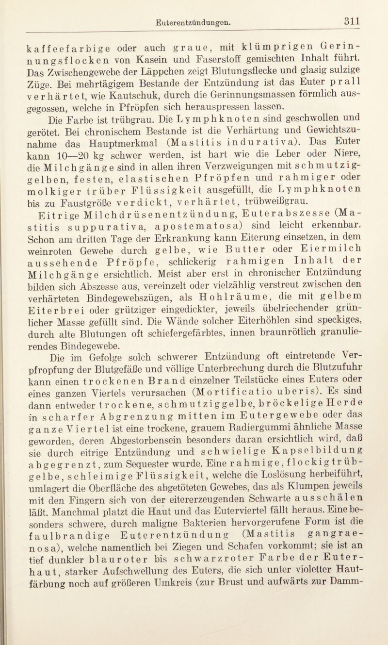 kaffeefarbige oder auch graue, mit klümprigen Gerin¬ nungsflocken von Kasein und Faserstoff gemischten Inhalt führt. Das Zwischengewebe der Läppchen zeigt Blutungsflecke und glasig sulzige Züge. Bei mehrtägigem Bestände der Entzündung ist das Euter prall v e r h ä r t e t, wie Kautschuk, durch die Gerinnungsmassen förmlich aus¬ gegossen, welche in Pfropfen sich herauspressen lassen. Die Farbe ist trübgrau. Die Lymphknoten sind geschwollen und gerötet. Bei chronischem Bestände ist die Verhärtung und Gewichtszu¬ nahme das Hauptmerkmal (Mastitis in durativ a). Das Euter kann 10—20 kg schwer werden, ist hart wie die Leber oder Niere, die Milchgänge sind in allen ihren Verzweigungen mit schmutzig- geiben, festen, elastischen Pfropfen und rahmiger oder molkiger trüber Flüssigkeit ausgefüllt, die Lymphknoten bis zu Faustgroße verdickt, verhärtet, trübweißgrau. Eitrige Milchdrüsenentzündung, Euterabszesse (Ma¬ stitis suppurativa, apostematosa) sind leicht erkennbar. Schon am dritten Tage der Erkrankung kann Eiterung einsetzen, in dem weinroten Gewebe durch gelbe, wie Butter oder Eier milch aussehende Pfropfe, schlickerig rahmigen Inhalt der Milchgänge ersichtlich. Meist aber erst in chronischer Entzündung bilden sich Abszesse aus, vereinzelt oder vielzählig verstreut zwischen den verhärteten Bindegewebszügen, als H o h 1 r ä u m e, die mit gelbem Eiterbrei oder grütziger eingedickter, jeweils übelriechender grün¬ licher Masse gefüllt sind. Die Wände solcher Eiterhöhlen sind speckiges, durch alte Blutungen oft schiefergefärbtes, innen braunrötlich granulie¬ rendes Bindegewebe. Die im Gefolge solch schwerer Entzündung oft eintretende Ver- pfropfung der Blutgefäße und völlige Unterbrechung durch die Blutzufuhr kann einen trockenen Brand einzelner Teilstücke eines Euters oder eines ganzen Viertels verursachen (Mortificatio uberis). Es sind dann entweder trockene, schmutziggelbe, bröckelige Herde in scharfer Abgrenzung mitten im Eutergewebe oder das ganzeViertelist eine trockene, grauem Badiergummi ähnliche Masse geworden, deren Abgestorbensein besonders daran ersichtlich wird, daß sie durch eitrige Entzündung und schwielige Kapselbildung abgegrenzt, zum Sequester wurde. Eine rahmige, flockigtrüb¬ gelbe, s c h 1 e i in i g e Flüssigkeit, welche die Loslösung herbeiführt, umlagert die Oberfläche des abgetöteten Gewebes, das als Klumpen jeweils mit den Fingern sich von der eitererzeugenden Schwarte ausschälen läßt. Manchmal platzt die Haut und das Euterviertel fällt heraus. Eine be¬ sonders schwere, durch maligne Bakterien hervorgerufene Form ist die faulbrandige Euter entzündung (Mastitis gangrae¬ nosa), welche namentlich bei Ziegen und Schafen vorkommt; sie ist an tief dunkler blauroter bis schwarzroter Farbe der Euter¬ haut, starker Aufschwellung des Euters, die sich unter violetter Haut¬ färbung noch auf größeren Umkreis (zur Brust und aufwärts zur Damm-