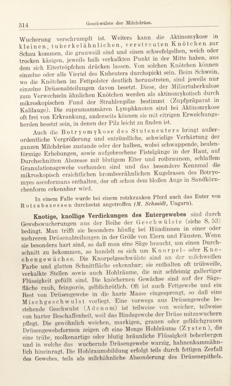 Geschwülste der Milchdrüse. Wucherung verschrumpft ist. Weiters kann die Aktinomykose in kleinen, tuberkelähnlichen, verstreuten Knötchen zur Schau kommen, die grauweiß sind und einen schwefelgelben, weich oder trocken käsigen, jeweils halb verkalkten Punkt in der Mitte haben, aus dem sich Eitertröpfchen drücken lassen. Von solchen Knötchen können einzelne oder alle Viertel des Kuheuters durchspickt sein. Beim Schwein, wo die Knötchen im Fettpolster deutlich heraustreten, sind jeweils nur einzelne Drüsenabteilungen davon besetzt. Diese, der Miliartuberkulose zum Verwechseln ähnlichen Knötchen werden als aktinomykotisch durch mikroskopischen Fund der Strahlenpilze bestimmt (Zupfpräparat in Kalilauge). Die supramammären Lymphknoten sind bei Aktinomykose oft frei von Erkrankung, anderseits können sie mit eitrigen Erweichungs¬ herden besetzt sein, in denen der Pilz leicht zu finden ist. Auch die Botryomykose des Stuteneuters bringt außer¬ ordentliche Vergrößerung und entzündliche, schwielige Verhärtung der ganzen Milchdrüse zustande oder der halben, wobei schwappende, keulen¬ förmige Erhebungen, sowie aufgebrochene Fistelgänge in der Haut, auf Durchschnitten Abszesse mit blutigem Eiter und rotbraunem, schlaffem Granulationsgewebe vorhanden sind und das besondere Kennmal die mikroskopisch ersichtlichen brombeerähnlichen Kugelrasen des Botryo- myes ascoformans enthalten, der oft schon dem bloßen Auge in Sandkörn¬ chenform erkennbar wird. In einem Falle wurde bei einem rotzkranken Pferd auch das Euter von Rotzabszessen durchsetzt angetroffen (M. Schmidt, Ungarn). Knotige, knollige Verdickungen des Eutergewebes sind durch Gewebswucherungen aus der Reihe der Geschwülste (siehe S. 53) bedingt. Man trifft sie besonders häufig bei Hündinnen in einer oder mehreren Drüsenabteilungen in der Größe von Eiern und Fäusten. Wenn sie besonders hart sind, so daß man eine Säge braucht, um einen Durch¬ schnitt zu bekommen, so handelt es sich um Knorpel- oder Kno¬ chengewächse. Die Knorpelgeschwülste sind an der milchweißen Farbe und glatten Schnittfläche erkennbar; sie enthalten oft trübweiße, verkalkte Stellen sowie auch Hohlräume, die mit schleimig gallertiger Flüssigkeit gefüllt sind. Die knöchernen Gewächse sind auf der Säge¬ fläche rauh, feinporös, gelblichrötlich. Oft ist auch Fettgewebe und ein Rest von Drüsengewebe in die harte Masse eingesprengt, so daß eine Mischgeschwulst vorliegt. Eine vorwegs aus Drüsengewebe be¬ stehende Geschwulst (Adenom) ist teilweise von weicher, teilweise von harter Beschaffenheit, weil das Bindegewebe der Drüse mitzuwuchern pflegt. Die gewöhnlich weichen, markigen, grauen oder gelblichgrauen Drüsengewebsformen zeigen oft eine Menge Hohlräume (Zysten), die eine trübe, molkenartige oder blutig bräunliche Flüssigkeit beherbergen und in welche das wuchernde Drüsengewebe warzig, hahnenkammähn¬ lich hineinragt. Die Hohlraumsbildung erfolgt teils durch fettigen Zeifall des Gewebes, teils als milchähnliche Absonderung des Drüsenepithels.