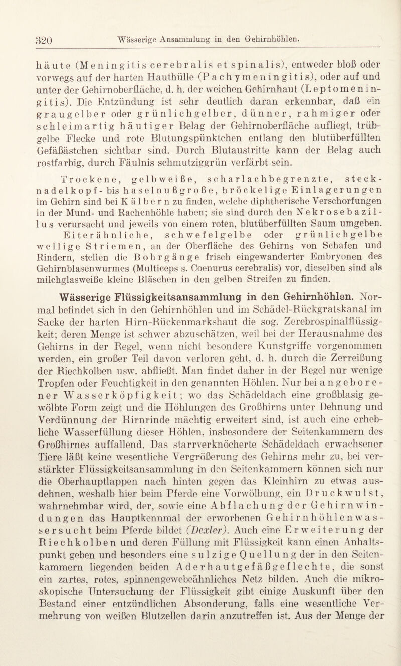 häute (Meningitis cerebralis et spinalis), entweder bloß oder vorwegs auf der harten Hauthülle (P a c h y m e n 1 n g i t i s), oder auf und unter der Gehirnoberfläche, d. h. der weichen Gehirnhaut (Leptomenin- gitis). Die Entzündung ist sehr deutlich daran erkennbar, daß ein graugelber oder grünlichgelber, dünner, rahmiger oder schleimartig häutiger Belag der Gehirnoberfläche aufliegt, trüb¬ gelbe Flecke und rote Blutungspünktchen entlang den blutüberfüllten Gefäßästchen sichtbar sind. Durch Blutaustritte kann der Belag auch rostfarbig, durch Fäulnis schmutziggrün verfärbt sein. Trockene, gelbweiße, scharlachbegrenzte, steck- nadelkopf - bis haselnußgroße, bröckelige Einlagerungen im Gehirn sind bei K ä 1 b e r n zu finden, welche diphtherische Verschorfungen in der Mund- und Rachenhöhle haben; sie sind durch den Nekrosebazil¬ lus verursacht und jeweils von einem roten, blutüberfüllten Saum umgeben. Eiterähnliche, schwefelgelbe oder grünlichgelbe wellige Striemen, an der Oberfläche des Gehirns von Schafen und Rindern, stellen die Bohrgänge frisch eingewanderter Embryonen des Gehirnblasenwurmes (Multiceps s. Coenurus cerebralis) vor, dieselben sind als milchglasweiße kleine Bläschen in den gelben Streifen zu finden. Wässerige Flüssigkeitsansammlung in den Gehirnhöhlen. Nor¬ mal befindet sich in den Gehirnhöhlen und im Schädel-Rückgratskanal im Sacke der harten Hirn-Rückenmarkshaut die sog. Zerebrospinalflüssig¬ keit; deren Menge ist schwer abzuschätzen, weil bei der Herausnahme des Gehirns in der Regel, wenn nicht besondere Kunstgriffe vorgenommen werden, ein großer Teil davon verloren geht, d. h. durch die Zerreißung der Riechkolben usw. abfließt. Man findet daher in der Regel nur wenige Tropfen oder Feuchtigkeit in den genannten Höhlen. Nur bei angebore¬ ner Wasserköpfigkeit; wo das Schädeldach eine großblasig ge¬ wölbte Form zeigt und die Höhlungen des Großhirns unter Dehnung und Verdünnung der Hirnrinde mächtig erweitert sind, ist auch eine erheb¬ liche Wasserfüllung dieser Höhlen, insbesondere der Seitenkammern des Großhirnes auffallend. Das starrverknöcherte Schädeldach erwachsener Tiere läßt keine wesentliche Vergrößerung des Gehirns mehr zu, bei ver¬ stärkter Flüssigkeitsansammlung in den Seitenkammern können sich nur die Oberhauptlappen nach hinten gegen das Kleinhirn zu etwas aus¬ dehnen, weshalb hier beim Pferde eine Vorwölbung, ein Druckwulst, wahrnehmbar wird, der, sowie eine Abflachung der Gehirnwin¬ dungen das Hauptkennmal der erworbenen Gehirnhöhlenwas- sersucht beim Pferde bildet (Dexler). Auch eine Erweiterung der Riechkolben und deren Füllung mit Flüssigkeit kann einen Anhalts¬ punkt geben und besonders eine sulzige Quellung der in den Seiten¬ kammern liegenden beiden Aderhautgefäßgeflechte, die sonst ein zartes, rotes, spinnengewebeähnliches Netz bilden. Auch die mikro¬ skopische Untersuchung der Flüssigkeit gibt einige Auskunft über den Bestand einer entzündlichen Absonderung, falls eine wesentliche Ver¬ mehrung von weißen Blutzellen darin anzutreffen ist. Aus der Menge der