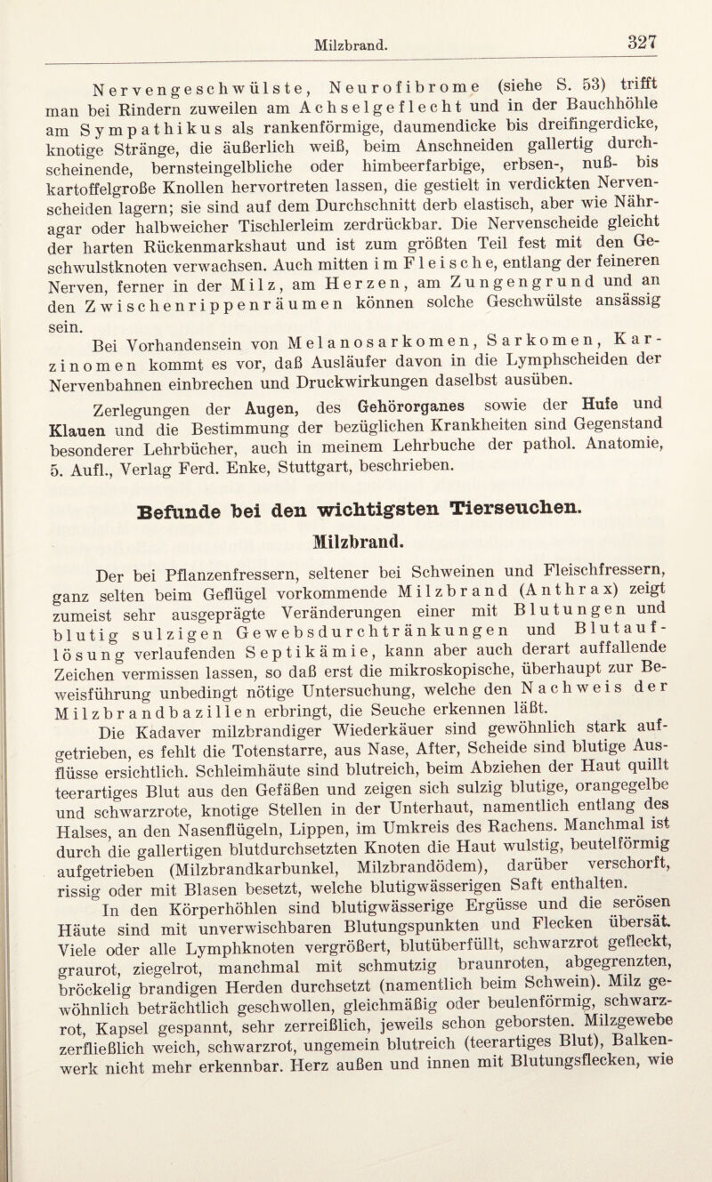 Nervengeschwülste, Neurofibrome (siehe S. 53) trifft man bei Rindern zuweilen am Achselgeflecht und in der Bauchhöhle am Sympathikus als rankenförmige, daumendicke bis dreifingerdicke, knotige Stränge, die äußerlich weiß, beim Anschneiden gallertig durch¬ scheinende, bernsteingelbliche oder himbeerfarbige, erbsen-, nuß- bis kartoffelgroße Knollen hervortreten lassen, die gestielt in verdickten Nerven- scheiden lagern; sie sind auf dem Durchschnitt derb elastisch, aber wie Nähr¬ agar oder halbweicher Tischlerleim zerdrückbar. Die Nervenscheide gleicht der harten Rückenmarkshaut und ist zum größten Teil fest mit den Ge¬ schwulstknoten verwachsen. Auch mitten imFleische, entlang der feineren Nerven, ferner in der Milz, am Herzen, am Zungengrund und an den Zwischenrippenräumen können solche Geschwülste ansässig sein. Bei Vorhandensein von Melanosarkomen, Sarkomen, Kar¬ zinomen kommt es vor, daß Ausläufer davon in die Lymphscheiden der Nervenbahnen einbrechen und Druckwirkungen daselbst ausüben. Zerlegungen der Augen, des Gehörorganes sowie der Hufe und Klauen und die Bestimmung der bezüglichen Krankheiten sind Gegenstand besonderer Lehrbücher, auch in meinem Lehrbuche der pathol. Anatomie, 5. Aufl., Verlag Ferd. Enke, Stuttgart, beschrieben. Befunde bei den wichtigsten Tierseuchen. Milzbrand. Der bei Pflanzenfressern, seltener bei Schweinen und Fleischfressern, ganz selten beim Geflügel vorkommende Milzbrand (Anthrax) zeigt zumeist sehr ausgeprägte Veränderungen einer mit Blutungen und blutig sulzigen Gewebsdurchtränkungen und Blutauf¬ lösung verlaufenden Septikämie, kann aber auch derart auffallende Zeichen vermissen lassen, so daß erst die mikroskopische, überhaupt zur Be¬ weisführung unbedingt nötige Untersuchung, welche den Nachweis der Milzbrandbazillen erbringt, die Seuche erkennen läßt. Die Kadaver milzbrandiger Wiederkäuer sind gewöhnlich stark auf¬ getrieben, es fehlt die Totenstarre, aus Nase, After, Scheide sind blutige Aus¬ flüsse ersichtlich. Schleimhäute sind blutreich, beim Abziehen der Haut quillt teerartiges Blut aus den Gefäßen und zeigen sich sulzig blutige, orangegelbe und schwarzrote, knotige Stellen in der Unterhaut, namentlich entlang des Halses, an den Nasenflügeln, Lippen, im Umkreis des Rachens. Manchmal ist durch die gallertigen blutdurchsetzten Knoten die Haut wulstig, beutelförmig auf getrieben (Milzbrandkarbunkel, Milzbrandödem), darüber verschorft, rissig oder mit Blasen besetzt, welche blutigwässerigen Saft enthalten. °In den Körperhöhlen sind blutigwässerige Ergüsse und die serösen Häute sind mit unverwischbaren Blutungspunkten und Flecken ubersat. Viele oder alle Lymphknoten vergrößert, blutüberfüllt, schwarzrot gefleckt, graurot, ziegelrot, manchmal mit schmutzig braunroten, abgegrenzten, bröckelig brandigen Herden durchsetzt (namentlich beim Schwein). Milz ge¬ wöhnlich beträchtlich geschwollen, gleichmäßig oder beulenförmig, schwarz- rot, Kapsel gespannt, sehr zerreißlich, jeweils schon geborsten. Milzgewebe zerfließlich weich, schwarzrot, ungemein blutreich (teerartiges Blut), Balken¬ werk nicht mehr erkennbar. Herz außen und innen mit Blutungsflecken, wie