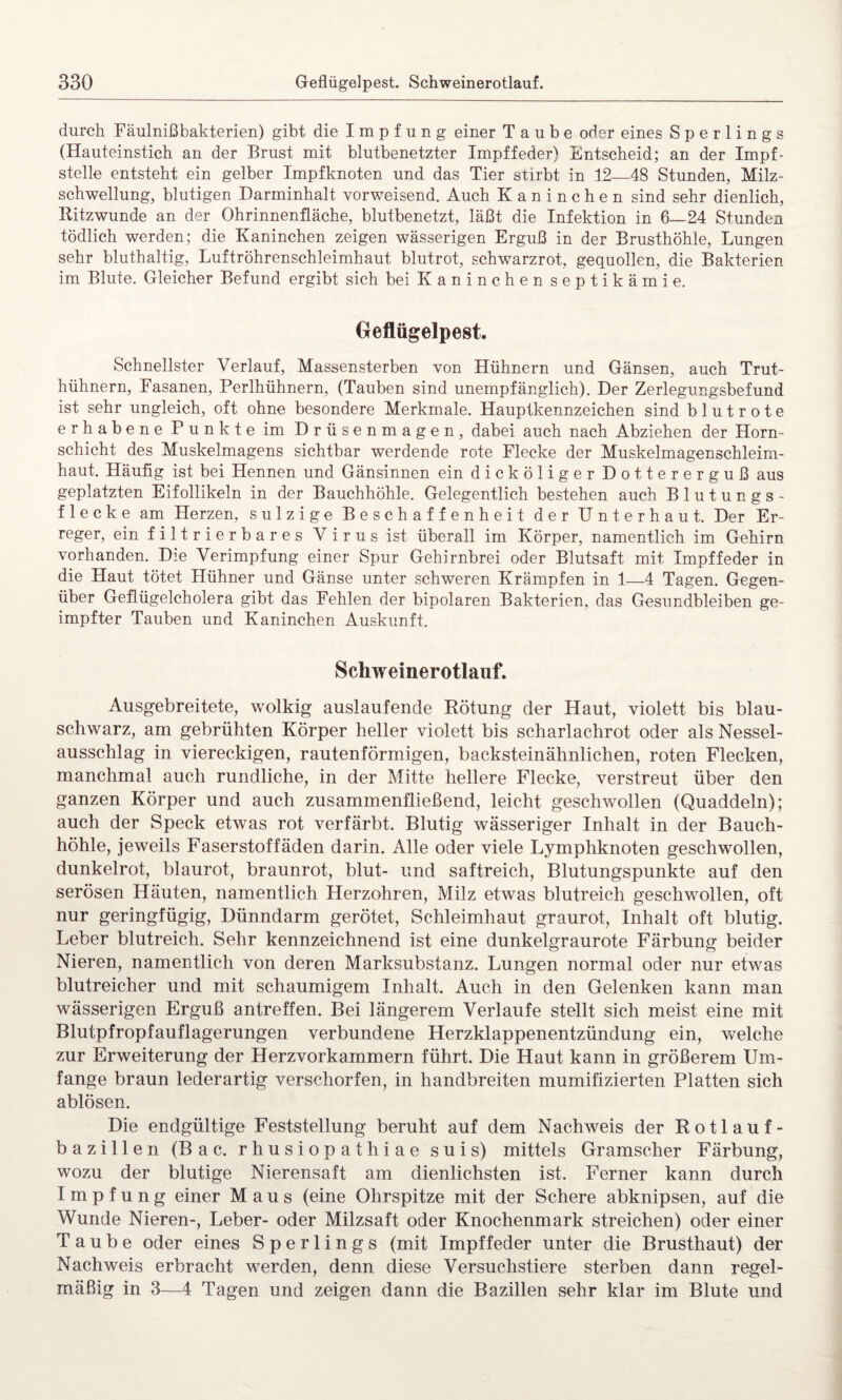 durch Fäulnißbakterien) gibt die Impfung einer Taube oder eines Sperlings (Hauteinstich an der Brust mit blutbenetzter Impffeder) Entscheid; an der Impf¬ stelle entsteht ein gelber Impfknoten und das Tier stirbt in 12—48 Stunden, Milz¬ schwellung, blutigen Darminhalt vorweisend. Auch Kaninchen sind sehr dienlich, Ritzwunde an der Ohrinnenfläche, blutbenetzt, läßt die Infektion in 6—24 Stunden tödlich werden; die Kaninchen zeigen wässerigen Erguß in der Brusthöhle, Lungen sehr bluthaltig, Luftröhrenschleimhaut blutrot, schwarzrot, gequollen, die Bakterien im Blute. Gleicher Befund ergibt sich bei Kaninchen septikämie. Geflügelpest. Schnellster Verlauf, Massensterben von Hühnern und Gänsen, auch Trut¬ hühnern, Fasanen, Perlhühnern, (Tauben sind unempfänglich). Der Zerlegungsbefund ist sehr ungleich, oft ohne besondere Merkmale. Hauptkennzeichen sind blutrote erhabene Punkte im Drüsenmagen, dabei auch nach Abziehen der Horn¬ schicht des Muskelmagens sichtbar werdende rote Flecke der Muskelmagenschleim¬ haut. Häufig ist bei Hennen und Gänsinnen ein dicköliger Dottererguß aus geplatzten Eifollikeln in der Bauchhöhle. Gelegentlich bestehen auch Blutungs¬ flecke am Herzen, sulzige Beschaffenheit der Unterhaut. Der Er¬ reger, ein filtrierbares Virus ist überall im Körper, namentlich im Gehirn vorhanden. Die Verimpfung einer Spur Gehirnbrei oder Blutsaft mit Impffeder in die Haut tötet Hühner und Gänse unter schweren Krämpfen in 1—4 Tagen. Gegen¬ über Geflügelcholera gibt das Fehlen der bipolaren Bakterien, das Gesundbleiben ge¬ impfter Tauben und Kaninchen Auskunft. Schweinerotlauf. Ausgebreitete, wolkig auslaufende Rötung der Haut, violett bis blau¬ schwarz, am gebrühten Körper heller violett bis scharlachrot oder als Nessel¬ ausschlag in viereckigen, rautenförmigen, backsteinähnlichen, roten Flecken, manchmal auch rundliche, in der Mitte hellere Flecke, verstreut über den ganzen Körper und auch zusammenfließend, leicht geschwollen (Quaddeln); auch der Speck etwas rot verfärbt. Blutig wässeriger Inhalt in der Bauch¬ höhle, jeweils Faserstoffäden darin. Alle oder viele Lymphknoten geschwollen, dunkelrot, blaurot, braunrot, blut- und saftreich, Blutungspunkte auf den serösen Häuten, namentlich Herzohren, Milz etwas blutreich geschwollen, oft nur geringfügig, Dünndarm gerötet, Schleimhaut graurot, Inhalt oft blutig. Leber blutreich. Sehr kennzeichnend ist eine dunkelgraurote Färbung beider Nieren, namentlich von deren Marksubstanz. Lungen normal oder nur etwas blutreicher und mit schaumigem Inhalt. Auch in den Gelenken kann man wässerigen Erguß antreffen. Bei längerem Verlaufe stellt sich meist eine mit Blutpfropfauflagerungen verbundene Herzklappenentzündung ein, welche zur Erweiterung der Herzvorkammern führt. Die Haut kann in größerem Um¬ fange braun lederartig verschorfen, in handbreiten mumifizierten Platten sich ablösen. Die endgültige Feststellung beruht auf dem Nachweis der Rotlauf¬ bazillen (Bac. rhusiopathiae suis) mittels Gramscher Färbung, wozu der blutige Nierensaft am dienlichsten ist. Ferner kann durch Impfung einer Maus (eine Ohrspitze mit der Schere abknipsen, auf die Wunde Nieren-, Leber- oder Milzsaft oder Knochenmark streichen) oder einer Taube oder eines Sperlings (mit Impffeder unter die Brusthaut) der Nachweis erbracht werden, denn diese Versuchstiere sterben dann regel¬ mäßig in 3—4 Tagen und zeigen dann die Bazillen sehr klar im Blute und