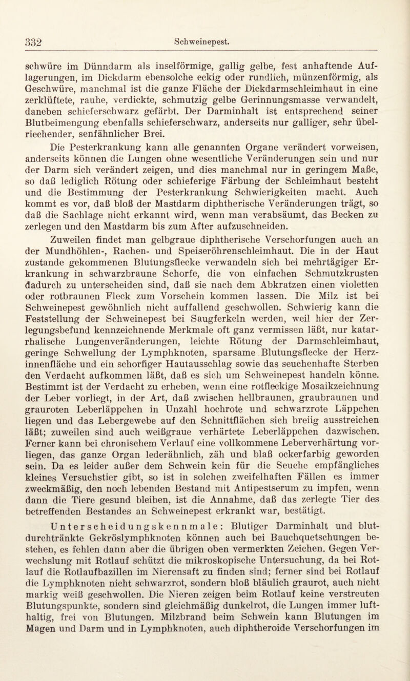 schwüre im Dünndarm als inselförmige, gallig gelbe, fest anhaftende Auf¬ lagerungen, im Dickdarm ebensolche eckig oder rundlich, münzenförmig, als Geschwüre, manchmal ist die ganze Fläche der Dickdarmschleimhaut in eine zerklüftete, rauhe, verdickte, schmutzig gelbe Gerinnungsmasse verwandelt, daneben schieferschwarz gefärbt. Der Darminhalt ist entsprechend seiner Blutbeimengung ebenfalls schieferschwarz, anderseits nur galliger, sehr übel¬ riechender, senfähnlicher Brei. Die Pesterkrankung kann alle genannten Organe verändert vorweisen, anderseits können die Lungen ohne wesentliche Veränderungen sein und nur der Darm sich verändert zeigen, und dies manchmal nur in geringem Maße, so daß lediglich Rötung oder schieferige Färbung der Schleimhaut besteht und die Bestimmung der Pesterkrankung Schwierigkeiten macht. Auch kommt es vor, daß bloß der Mastdarm diphtherische Veränderungen trägt, so daß die Sachlage nicht erkannt wird, wenn man verabsäumt, das Becken zu zerlegen und den Mastdarm bis zum After aufzuschneiden. Zuweilen findet man gelbgraue diphtherische Verschorfungen auch an der Mundhöhlen-, Rachen- und Speiseröhrenschleimhaut. Die in der Haut zustande gekommenen Blutungsflecke verwandeln sich bei mehrtägiger Er¬ krankung in schwarzbraune Schorfe, die von einfachen Schrautzkrusten dadurch zu unterscheiden sind, daß sie nach dem Abkratzen einen violetten oder rotbraunen Fleck zum Vorschein kommen lassen. Die Milz ist bei Schweinepest gewöhnlich nicht auffallend geschwollen. Schwierig kann die Feststellung der Schweinepest bei Saugferkeln werden, weil hier der Zer¬ legungsbefund kennzeichnende Merkmale oft ganz vermissen läßt, nur katar¬ rhalische Lungenveränderungen, leichte Rötung der Darmschleimhaut, geringe Schwellung der Lymphknoten, sparsame Blutungsflecke der Herz¬ innenfläche und ein schorfiger Hautausschlag sowie das seuchenhafte Sterben den Verdacht auf kommen läßt, daß es sich um Schweinepest handeln könne. Bestimmt ist der Verdacht zu erheben, wenn eine rotfleckige Mosaikzeichnung der Leber vorliegt, in der Art, daß zwischen hellbraunen, graubraunen und grauroten Leberläppchen in Unzahl hochrote und schwarzrote Läppchen liegen und das Lebergewebe auf den Schnittflächen sich breiig ausstreichen läßt; zuweilen sind auch weißgraue verhärtete Leberläppchen dazwischen. Ferner kann bei chronischem Verlauf eine vollkommene Leberverhärtung vor¬ liegen, das ganze Organ lederähnlich, zäh und blaß ockerfarbig geworden sein. Da es leider außer dem Schwein kein für die Seuche empfängliches kleines Versuchstier gibt, so ist in solchen zweifelhaften Fällen es immer zweckmäßig, den noch lebenden Bestand mit Antipestserum zu impfen, wenn dann die Tiere gesund bleiben, ist die Annahme, daß das zerlegte Tier des betreffenden Bestandes an Schweinepest erkrankt war, bestätigt. Unterscheidungskennmale: Blutiger Darminhalt und blut- durchtränkte Gekröslymphknoten können auch bei Bauchquetschungen be¬ stehen, es fehlen dann aber die übrigen oben vermerkten Zeichen. Gegen Ver¬ wechslung mit Rotlauf schützt die mikroskopische Untersuchung, da bei Rot¬ lauf die Rotlaufbazillen im Nierensaft zu finden sind; ferner sind bei Rotlauf die Lymphknoten nicht schwarzrot, sondern bloß bläulich graurot, auch nicht markig weiß geschwollen. Die Nieren zeigen beim Rotlauf keine verstreuten Blutungspunkte, sondern sind gleichmäßig dunkelrot, die Lungen immer luft¬ haltig, frei von Blutungen. Milzbrand beim Schwein kann Blutungen im Magen und Darm und in Lymphknoten, auch diphtheroide Verschorfungen im