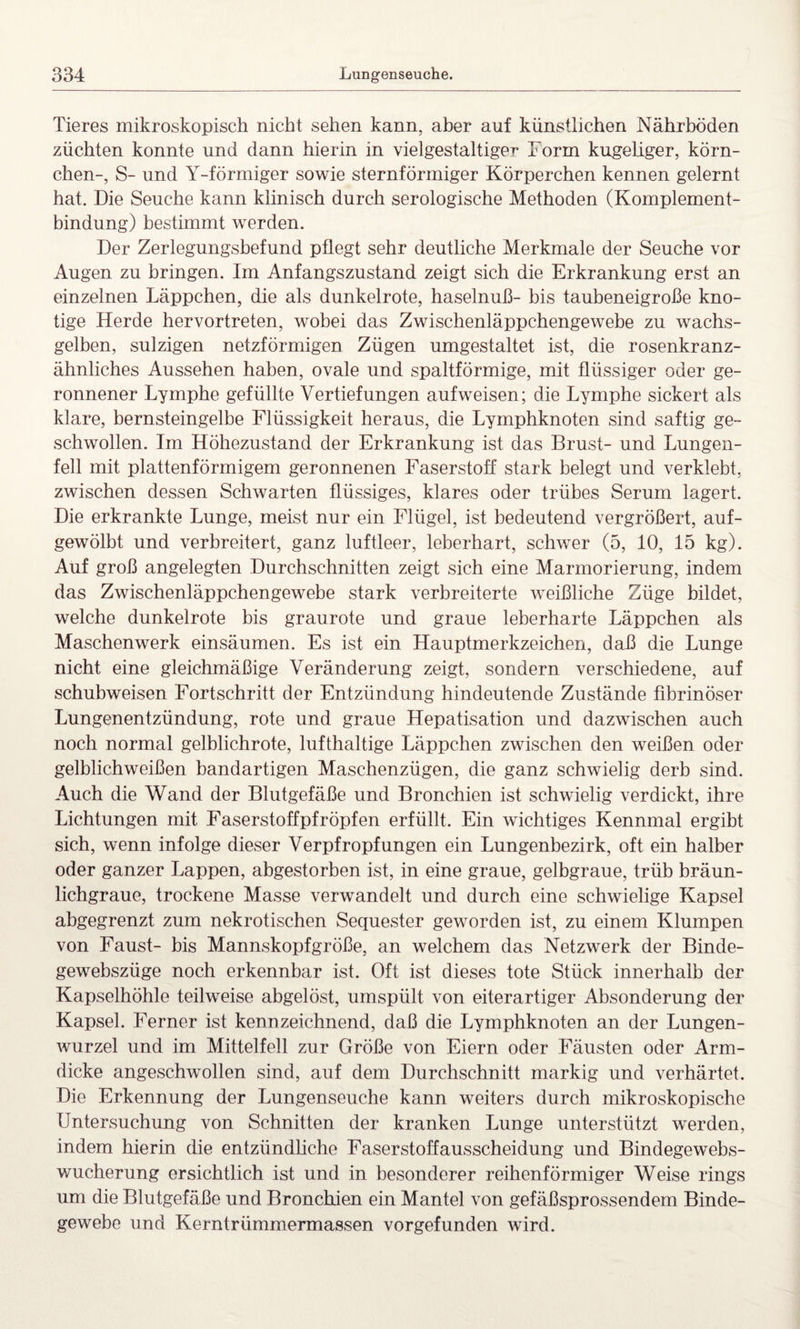 Tieres mikroskopisch nicht sehen kann, aber auf künstlichen Nährböden züchten konnte und dann hierin in vielgestaltiger Form kugeliger, körn- chen-, S- und Y-förmiger sowie sternförmiger Körperchen kennen gelernt hat. Die Seuche kann klinisch durch serologische Methoden (Komplement¬ bindung) bestimmt werden. Der Zerlegungsbefund pflegt sehr deutliche Merkmale der Seuche vor Augen zu bringen. Im Anfangszustand zeigt sich die Erkrankung erst an einzelnen Läppchen, die als dunkelrote, haselnuß- bis taubeneigroße kno¬ tige Herde hervortreten, wobei das Zwischenläppchengewebe zu wachs¬ gelben, sulzigen netzförmigen Zügen umgestaltet ist, die rosenkranz¬ ähnliches Aussehen haben, ovale und spaltförmige, mit flüssiger oder ge¬ ronnener Lymphe gefüllte Vertiefungen aufweisen; die Lymphe sickert als klare, bernsteingelbe Flüssigkeit heraus, die Lymphknoten sind saftig ge¬ schwollen. Im Höhezustand der Erkrankung ist das Brust- und Lungen¬ fell mit plattenförmigem geronnenen Faserstoff stark belegt und verklebt, zwischen dessen Schwarten flüssiges, klares oder trübes Serum lagert. Die erkrankte Lunge, meist nur ein Flügel, ist bedeutend vergrößert, auf¬ gewölbt und verbreitert, ganz luftleer, leberhart, schwer (5, 10, 15 kg). Auf groß angelegten Durchschnitten zeigt sich eine Marmorierung, indem das Zwischenläppchengewebe stark verbreiterte weißliche Züge bildet, welche dunkelrote bis graurote und graue leberharte Läppchen als Maschenwerk einsäumen. Es ist ein Hauptmerkzeichen, daß die Lunge nicht eine gleichmäßige Veränderung zeigt, sondern verschiedene, auf schubweisen Fortschritt der Entzündung hindeutende Zustände fibrinöser Lungenentzündung, rote und graue Hepatisation und dazwischen auch noch normal gelblichrote, lufthaltige Läppchen zwischen den weißen oder gelblichweißen bandartigen Maschenzügen, die ganz schwielig derb sind. Auch die Wand der Blutgefäße und Bronchien ist schwielig verdickt, ihre Lichtungen mit Faserstoffpfröpfen erfüllt. Ein wichtiges Kennmal ergibt sich, wenn infolge dieser Verpfropfungen ein Lungenbezirk, oft ein halber oder ganzer Lappen, abgestorben ist, in eine graue, gelbgraue, trüb bräun¬ lichgraue, trockene Masse verwandelt und durch eine schwielige Kapsel abgegrenzt zum nekrotischen Sequester geworden ist, zu einem Klumpen von Faust- bis Mannskopfgröße, an welchem das Netzwerk der Binde- gewebszüge noch erkennbar ist. Oft ist dieses tote Stück innerhalb der Kapselhöhle teilweise abgelöst, umspiilt von eiterartiger Absonderung der Kapsel. Ferner ist kennzeichnend, daß die Lymphknoten an der Lungen¬ wurzel und im Mittelfell zur Größe von Eiern oder Fäusten oder Arm¬ dicke angeschwollen sind, auf dem Durchschnitt markig und verhärtet. Die Erkennung der Lungenseuche kann weiters durch mikroskopische Untersuchung von Schnitten der kranken Lunge unterstützt werden, indem hierin die entzündliche Faserstoffausscheidung und Bindegewebs¬ wucherung ersichtlich ist und in besonderer reihenförmiger Weise rings um die Blutgefäße und Bronchien ein Mantel von gefäßsprossendem Binde¬ gewebe und Kerntrümmermassen vorgefunden wird.