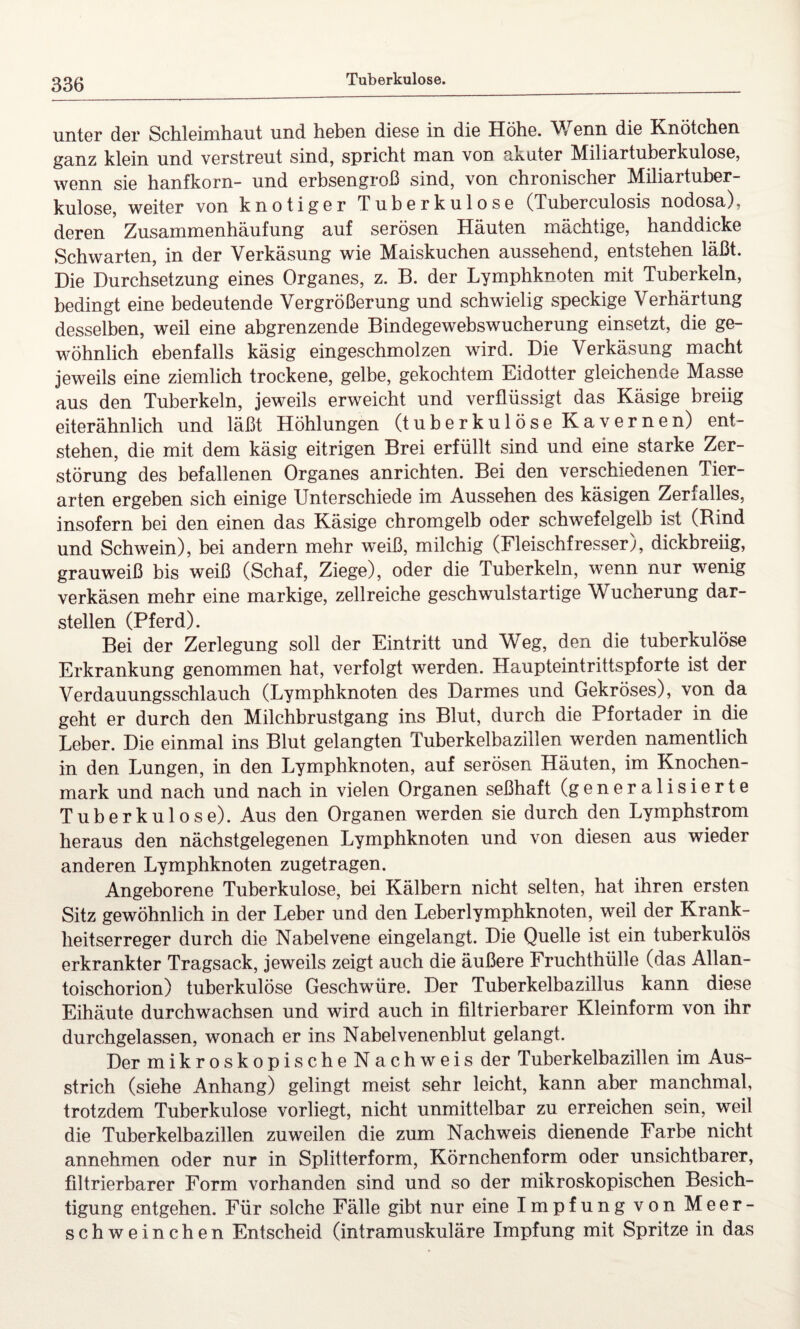 unter der Schleimhaut und heben diese in die Höhe. Wenn die Knötchen ganz klein und verstreut sind, spricht man von akuter Miliartuberkulose, wenn sie hanfkorn- und erbsengroß sind, von chronischer Miliartuber¬ kulose, weiter von knotiger Tuberkulose (Tuberculosis nodosa), deren Zusammenhäufung auf serösen Häuten mächtige, handdicke Schwarten, in der Verkäsung wie Maiskuchen aussehend, entstehen läßt. Die Durchsetzung eines Organes, z. B. der Lymphknoten mit Tuberkeln, bedingt eine bedeutende Vergrößerung und schwielig speckige Verhärtung desselben, weil eine abgrenzende Bindegewebswucherung einsetzt, die ge¬ wöhnlich ebenfalls käsig eingeschmolzen wird. Die Verkäsung macht jeweils eine ziemlich trockene, gelbe, gekochtem Eidotter gleichende Masse aus den Tuberkeln, jeweils erweicht und verflüssigt das Käsige breiig eiterähnlich und läßt Höhlungen (tuberkulöse Kavernen) ent¬ stehen, die mit dem käsig eitrigen Brei erfüllt sind und eine starke Zer¬ störung des befallenen Organes anrichten. Bei den verschiedenen Tier¬ arten ergeben sich einige Unterschiede im Aussehen des käsigen Zerfalles, insofern bei den einen das Käsige Chromgelb oder schwefelgelb ist (Bind und Schwein), bei andern mehr weiß, milchig (Fleischfresser), dickbreiig, grauweiß bis weiß (Schaf, Ziege), oder die Tuberkeln, wenn nur wenig verkäsen mehr eine markige, zellreiche geschwulstartige Wucherung dar¬ stellen (Pferd). Bei der Zerlegung soll der Eintritt und Weg, den die tuberkulöse Erkrankung genommen hat, verfolgt werden. Haupteintrittspforte ist der Verdauungsschlauch (Lymphknoten des Darmes und Gekröses), von da geht er durch den Milchbrustgang ins Blut, durch die Pfortader in die Leber. Die einmal ins Blut gelangten Tuberkelbazillen werden namentlich in den Lungen, in den Lymphknoten, auf serösen Häuten, im Knochen¬ mark und nach und nach in vielen Organen seßhaft (generalisierte Tuberkulose). Aus den Organen werden sie durch den Lymphstrom heraus den nächstgelegenen Lymphknoten und von diesen aus wieder anderen Lymphknoten zugetragen. Angeborene Tuberkulose, bei Kälbern nicht selten, hat ihren ersten Sitz gewöhnlich in der Leber und den Leberlymphknoten, weil der Krank¬ heitserreger durch die Nabelvene eingelangt. Die Quelle ist ein tuberkulös erkrankter Tragsack, jeweils zeigt auch die äußere Fruchthülle (das Allan- toischorion) tuberkulöse Geschwüre. Der Tuberkelbazillus kann diese Eihäute durchwachsen und wird auch in filtrierbarer Kleinform von ihr durchgelassen, wonach er ins Nabelvenenblut gelangt. Der mikroskopischeNachweisder Tuberkelbazillen im Aus¬ strich (siehe Anhang) gelingt meist sehr leicht, kann aber manchmal, trotzdem Tuberkulose vorliegt, nicht unmittelbar zu erreichen sein, weil die Tuberkelbazillen zuweilen die zum Nachweis dienende Farbe nicht annehmen oder nur in Splitterform, Körnchenform oder unsichtbarer, filtrierbarer Form vorhanden sind und so der mikroskopischen Besich¬ tigung entgehen. Für solche Fälle gibt nur eine Impfung von Meer¬ schweinchen Entscheid (intramuskuläre Impfung mit Spritze in das