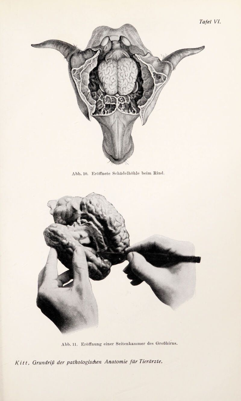 Abb. 10. Eröffnete Sehädelhöhle beim Rind. Abb. 11. Eröffnung einer Seitenkammer des Großhirns.